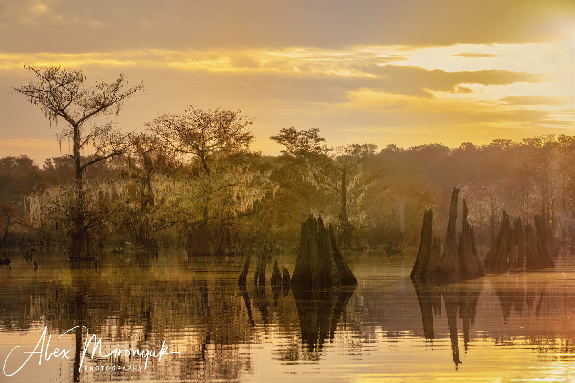 Cypress Fairy Tale. Pet, Senior, Landscape, portrait studio, photographer in Miami and Sou