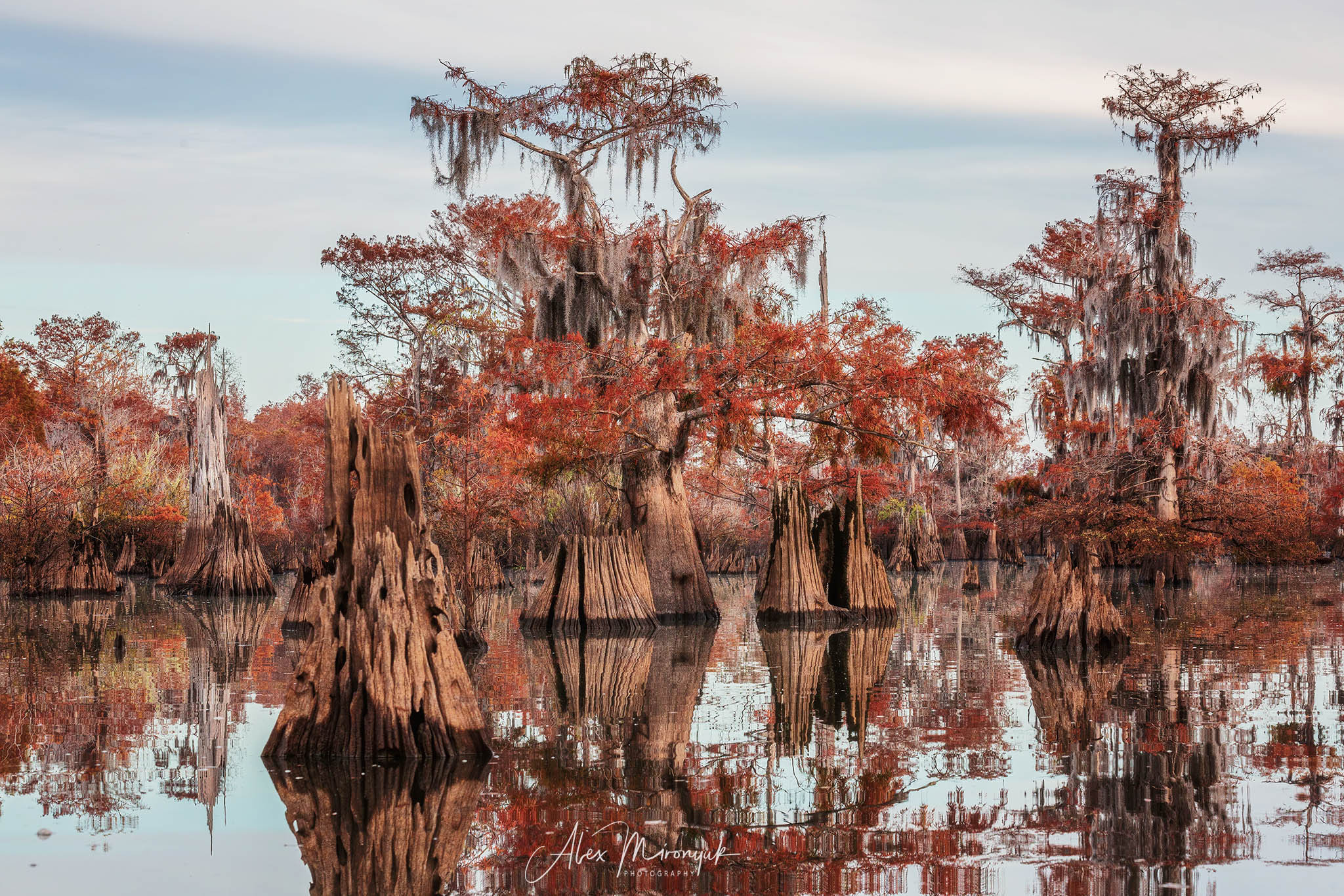 Cypress Fairy Tale. Pet, Senior, Landscape, portrait studio, photographer in Miami and Sou