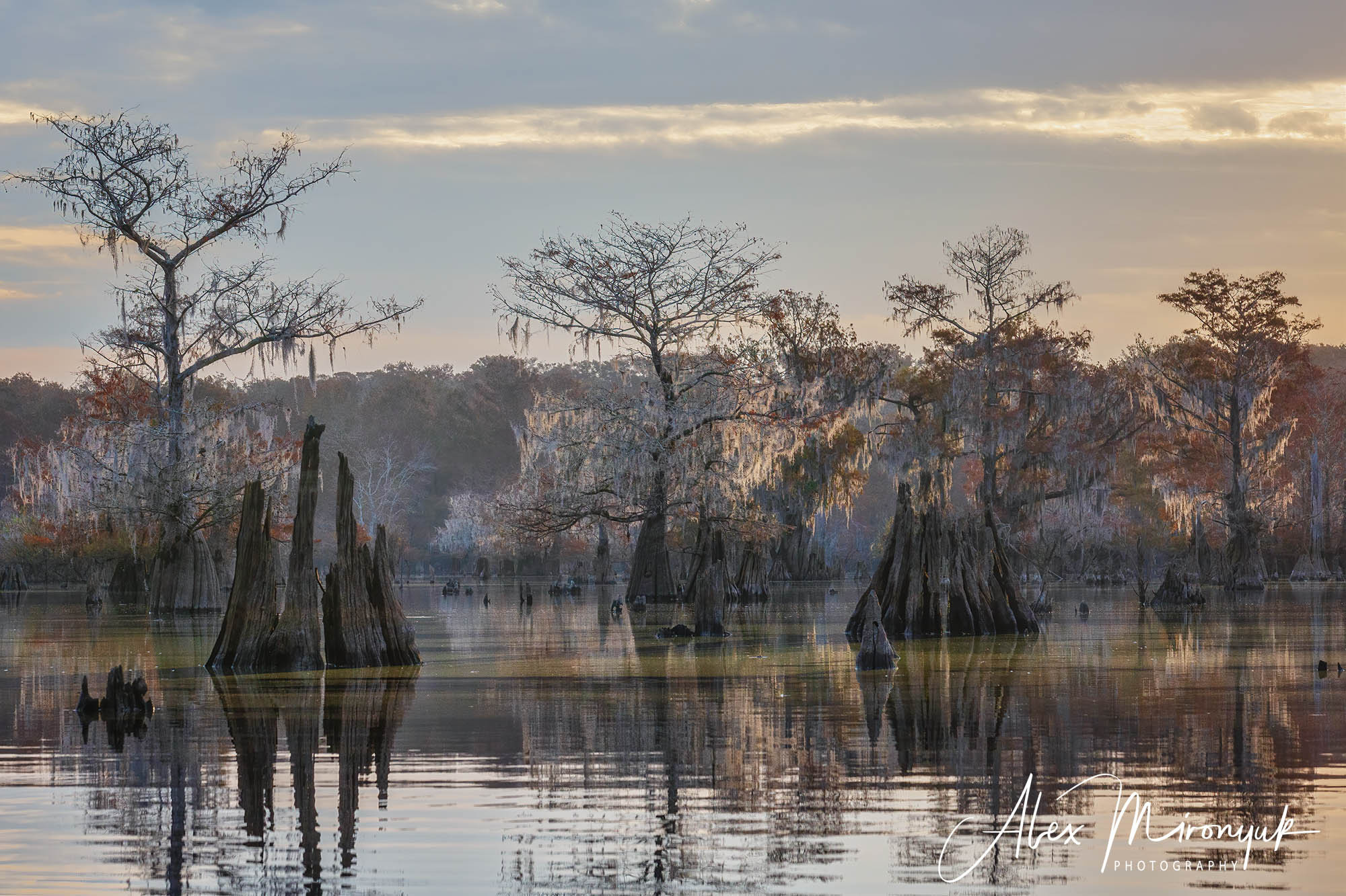 Cypress Fairy Tale. Pet, Senior, Landscape, portrait studio, photographer in Miami and Sou