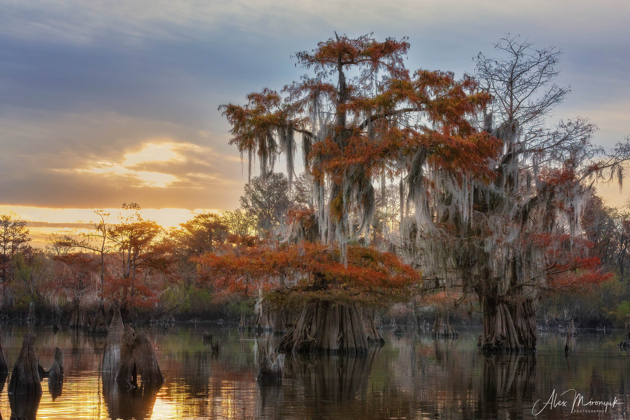 Cypress Fairy Tale. Pet, Senior, Landscape, portrait studio, photographer in Miami and Sou