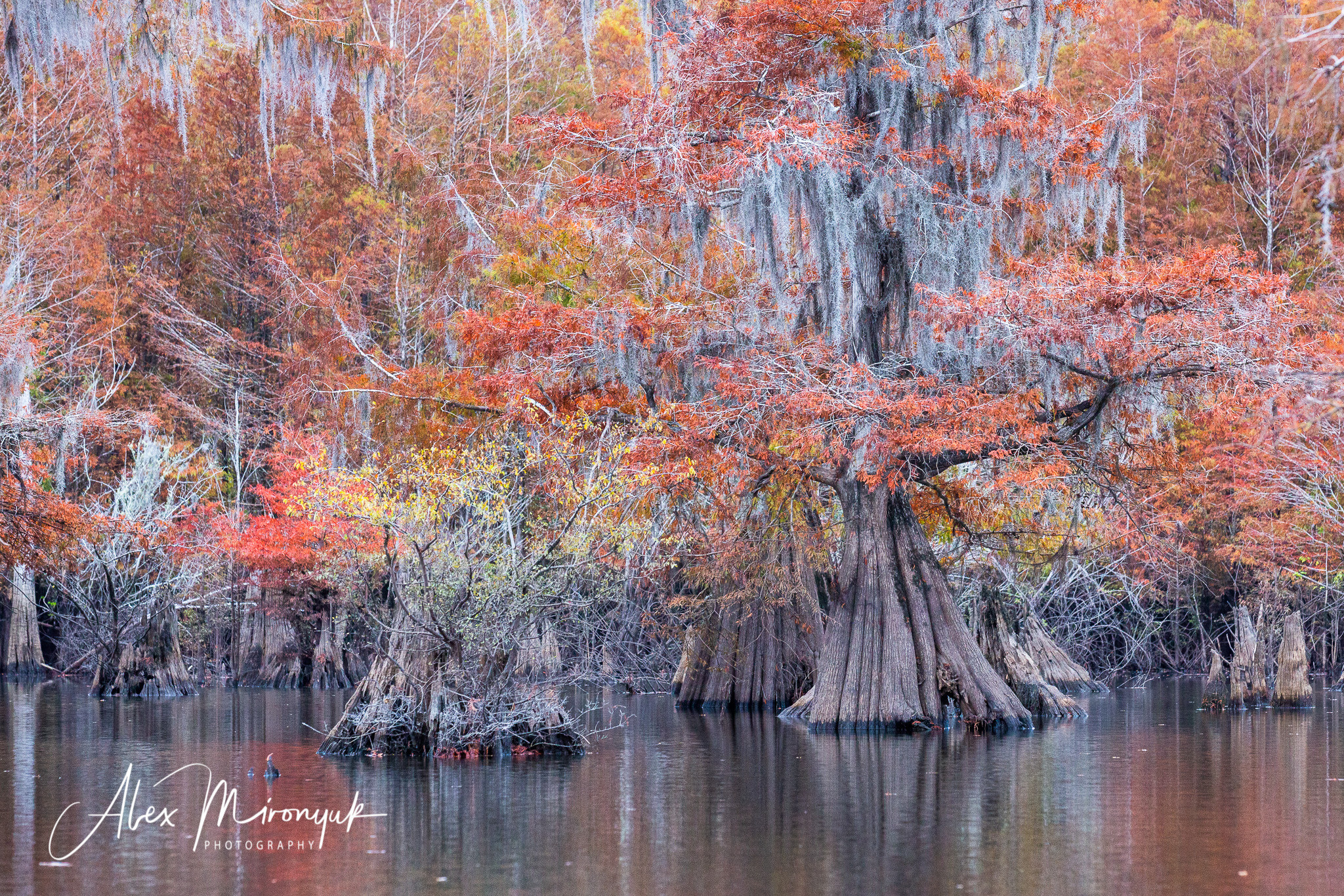 Cypress Fairy Tale. Pet, Senior, Landscape, portrait studio, photographer in Miami and Sou