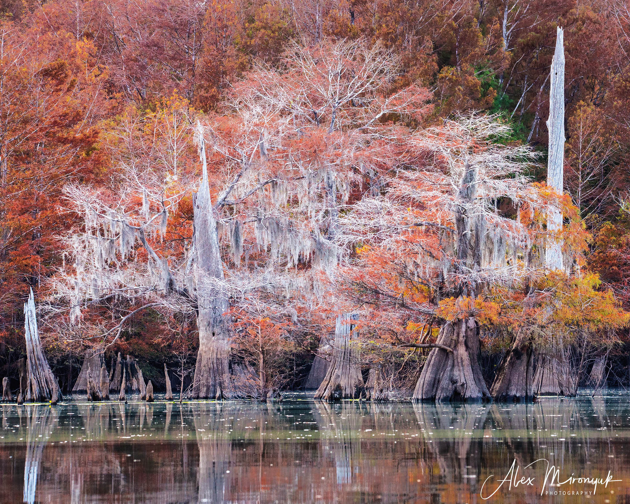 Cypress Fairy Tale. Pet, Senior, Landscape, portrait studio, photographer in Miami and Sou
