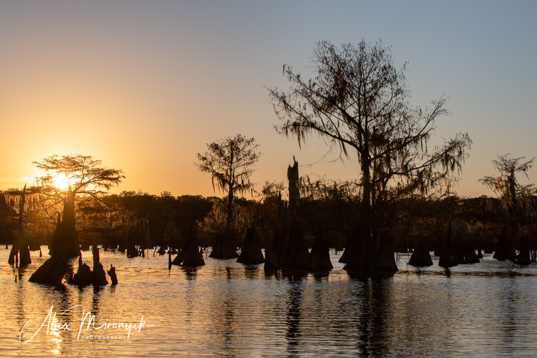 Cypress Fairy Tale. Pet, Senior, Landscape, portrait studio, photographer in Miami and Sou