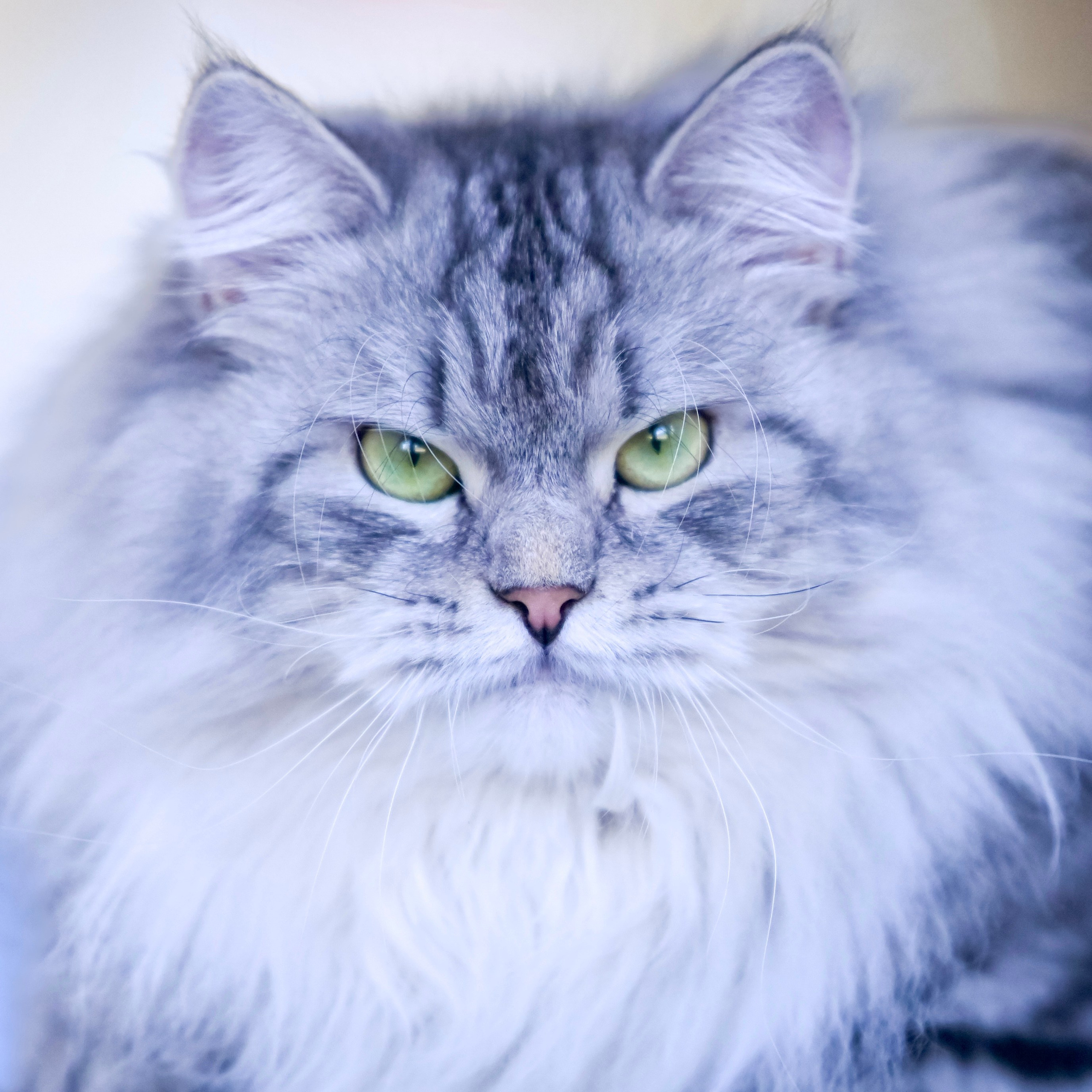 Astera Siberians | Traditional TICA & CFA Registered Siberian Kittens — Texas & USA. Astera Siberians |Hypoallergenic Kittens