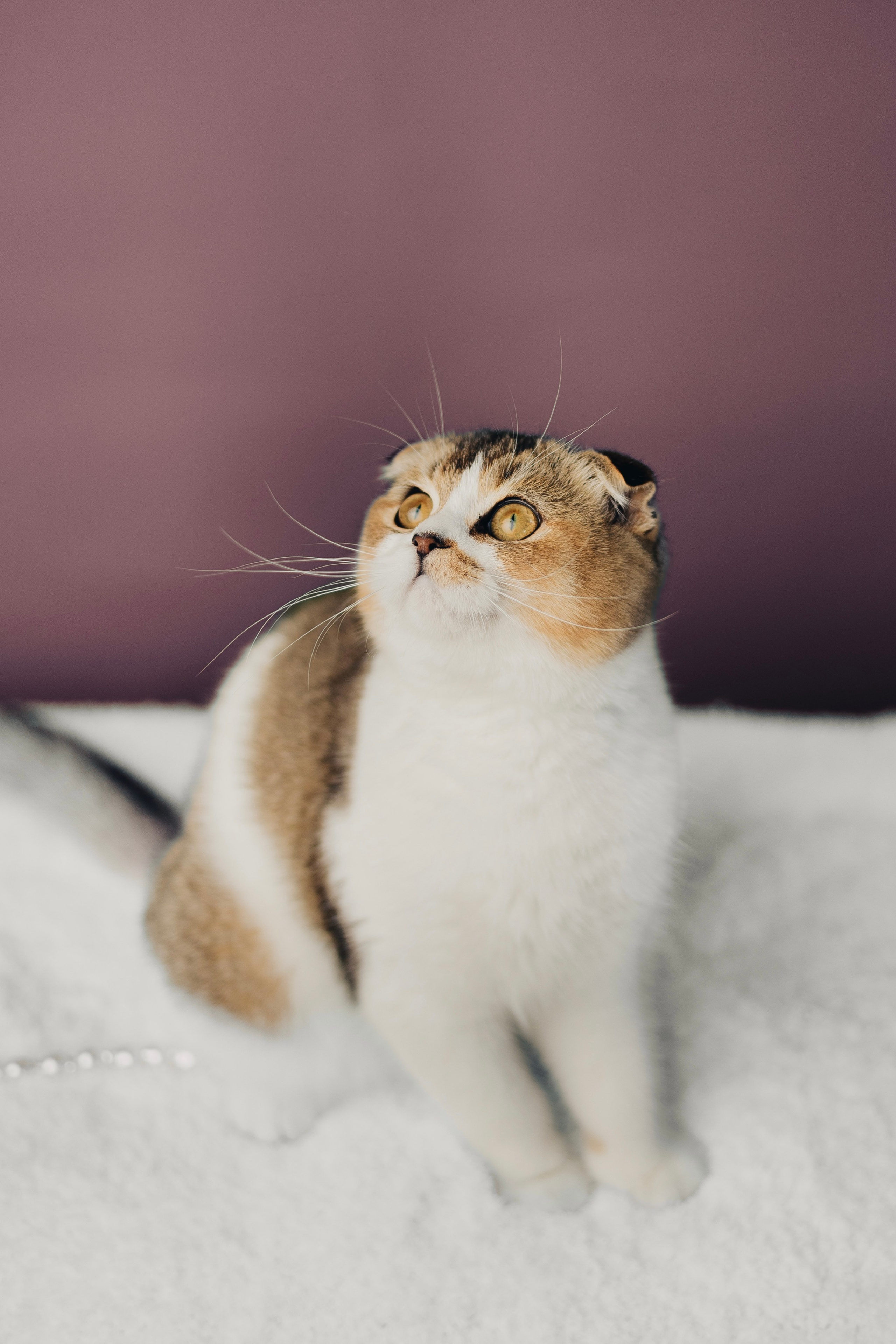 Pet photography. Photography & videography for brands. Individual shooting. Midlands, England