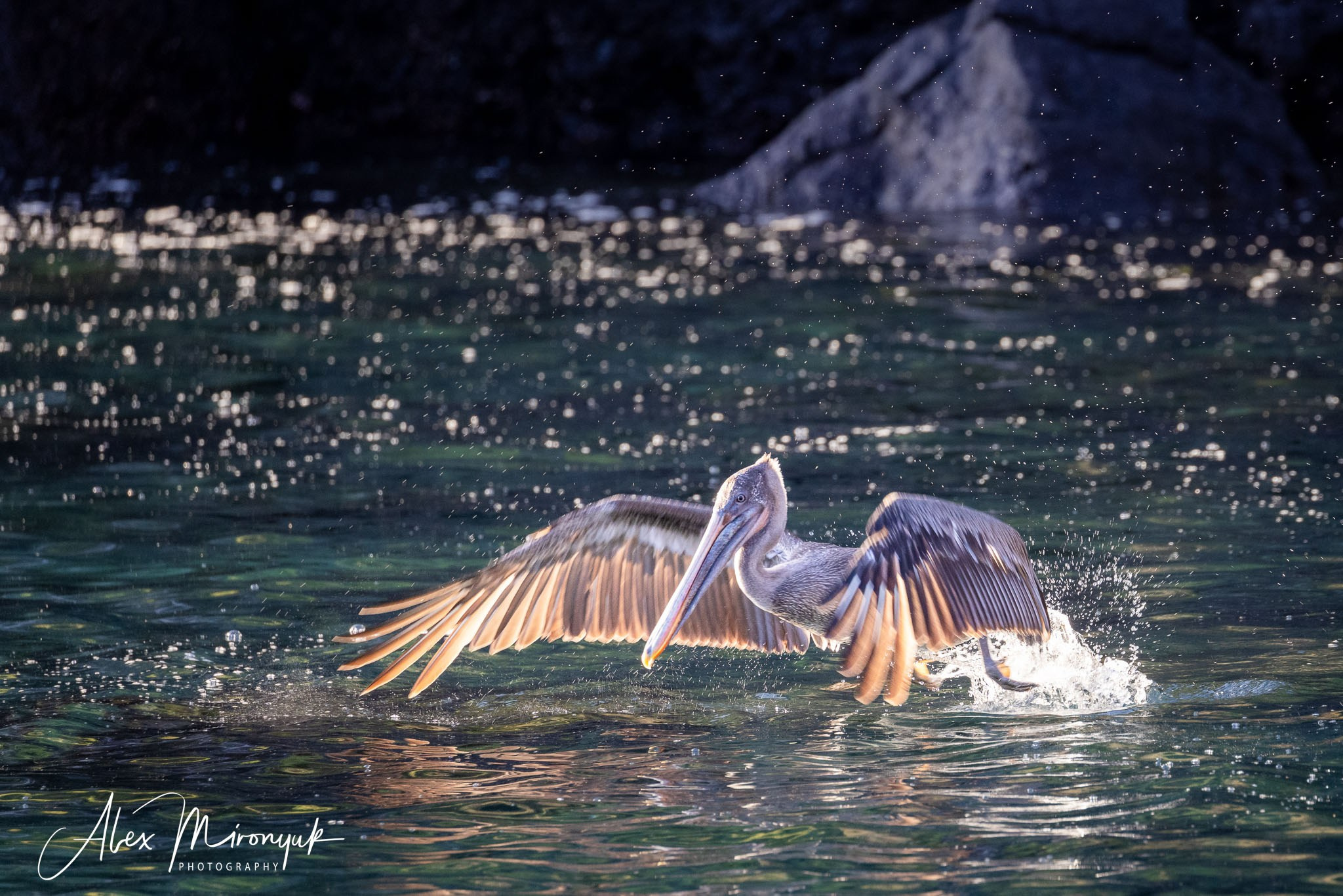 Galapagos Islands Adventure. Alex Mironyuk Photography