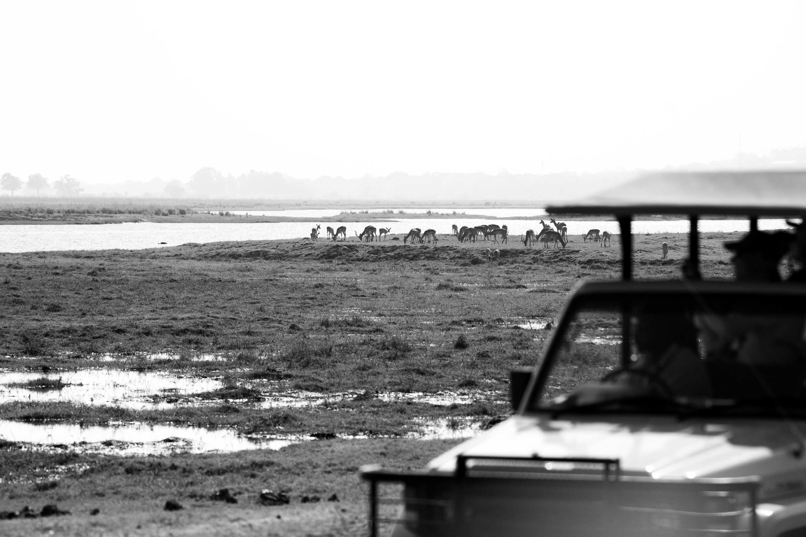 Safari. Photographer Evgeniia Zorina
