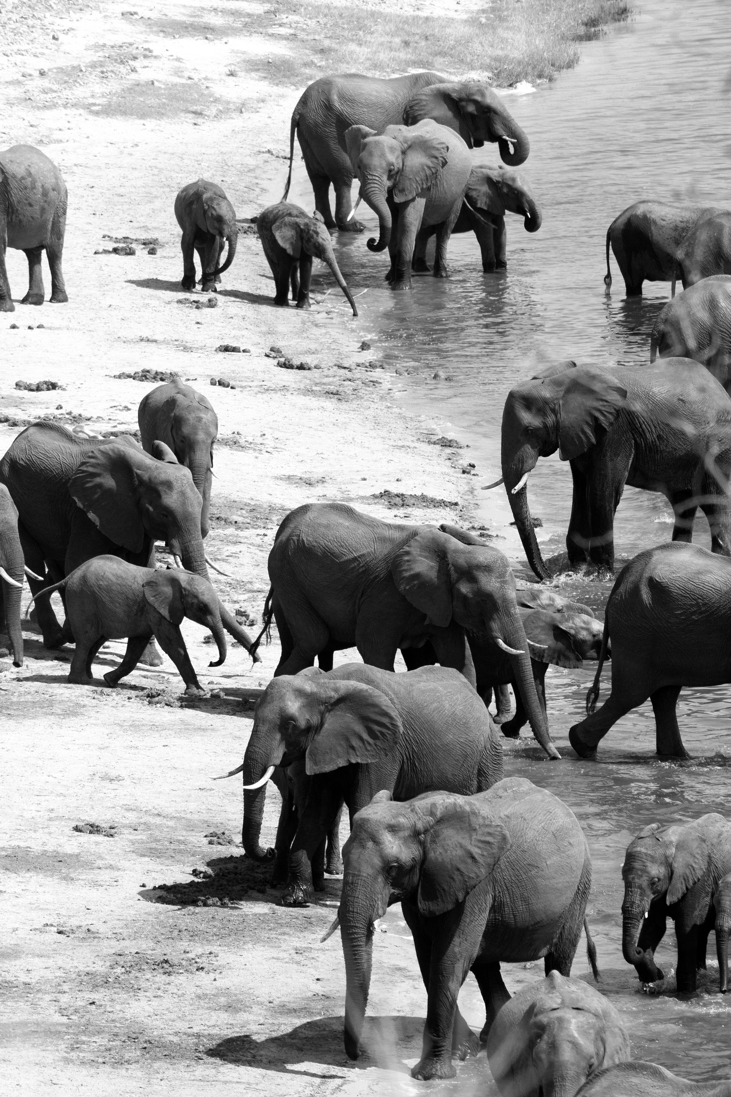 Safari. Photographer Evgeniia Zorina