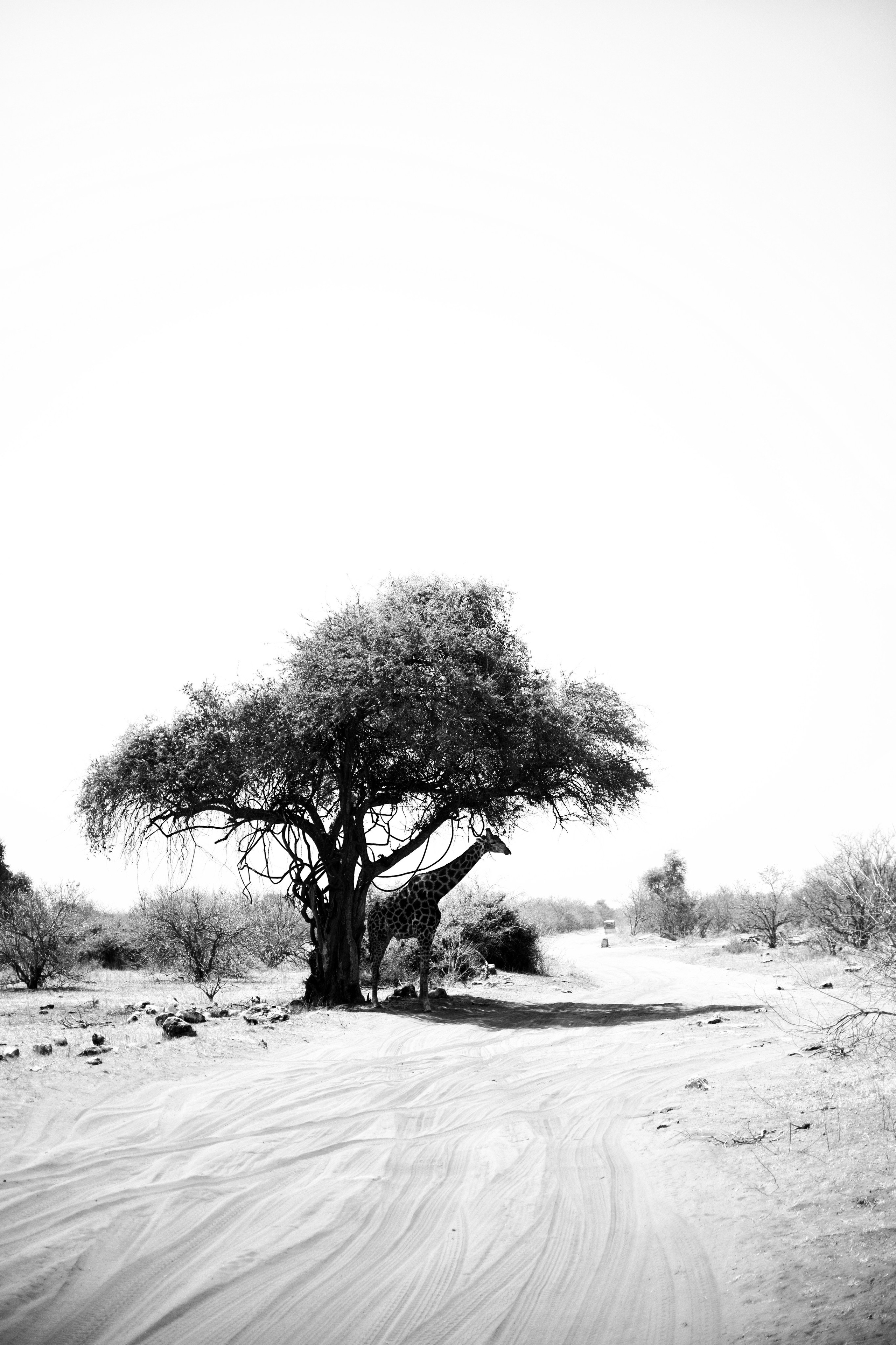 Safari. Photographer Evgeniia Zorina