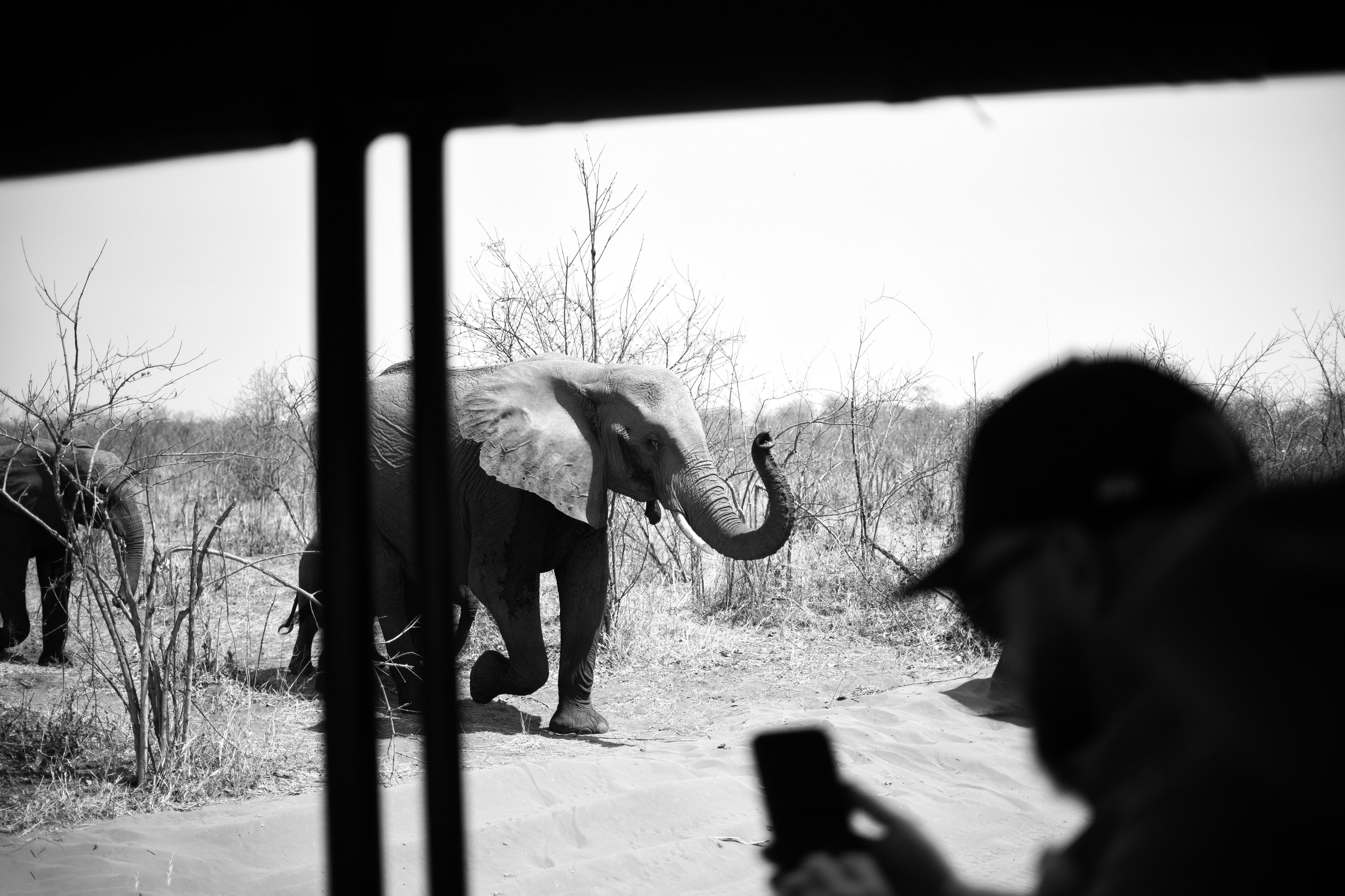 Safari. Photographer Evgeniia Zorina
