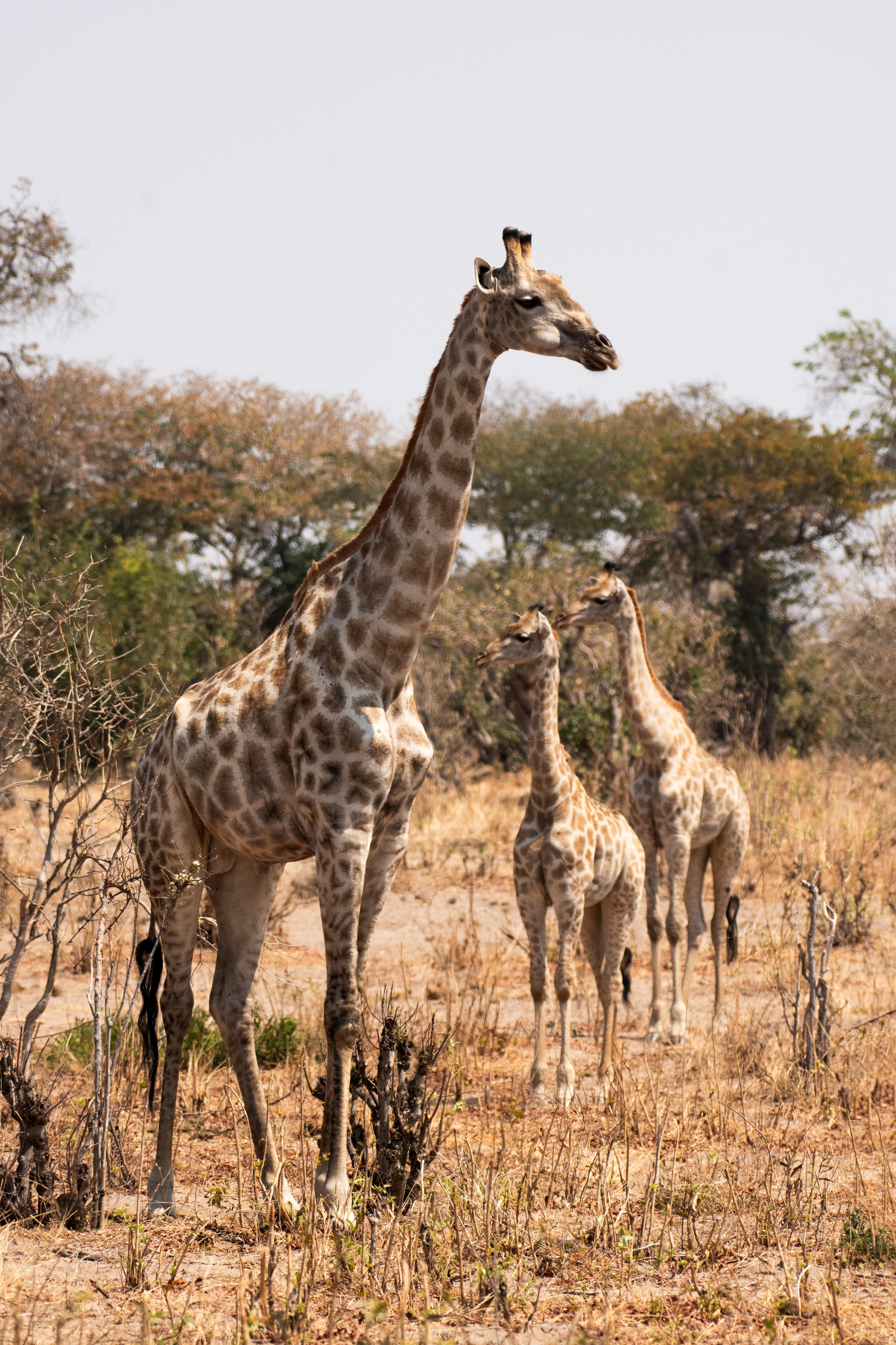 Safari. Photographer Evgeniia Zorina
