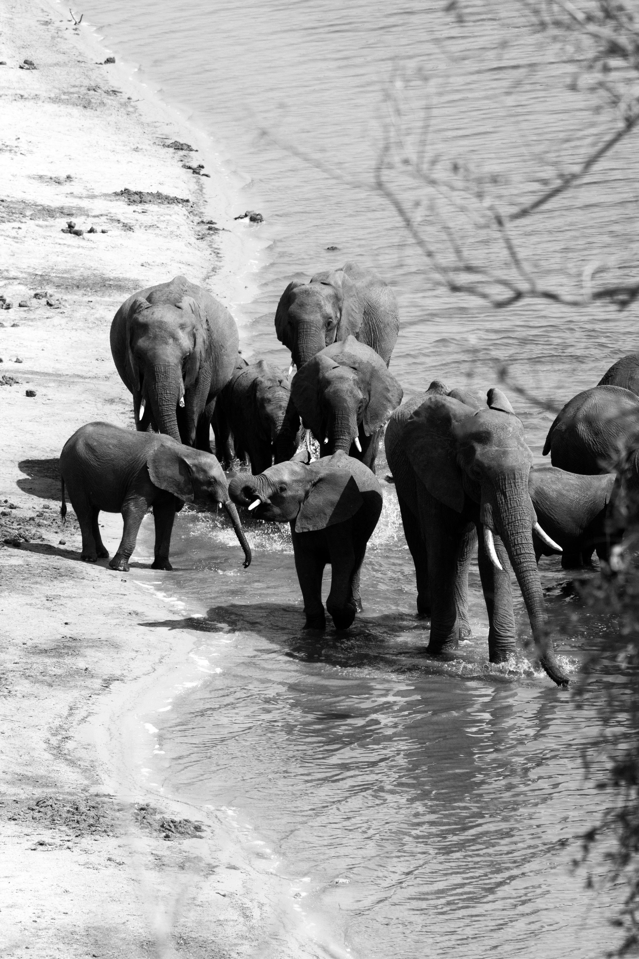 Safari. Photographer Evgeniia Zorina