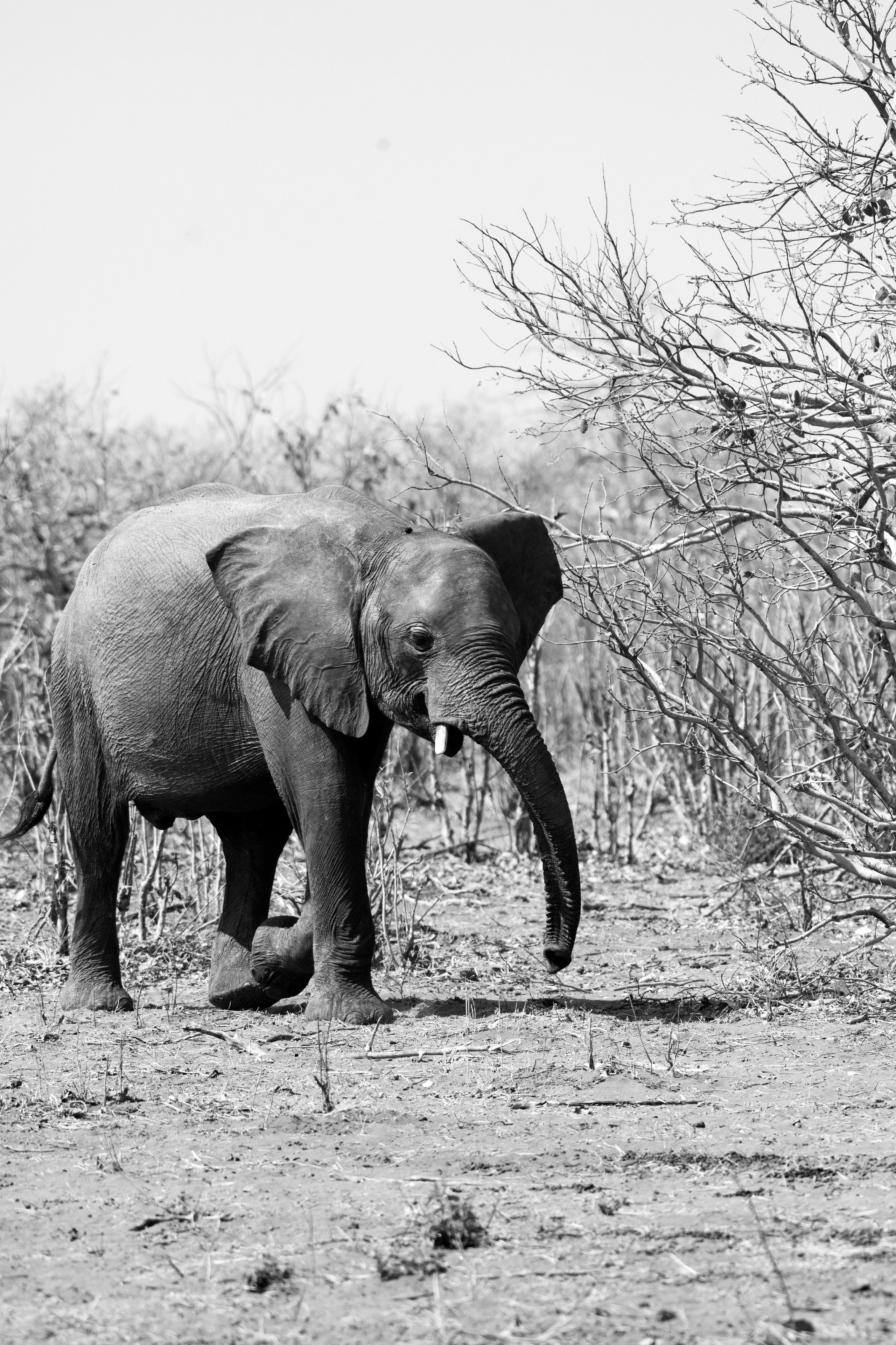 Safari. Photographer Evgeniia Zorina