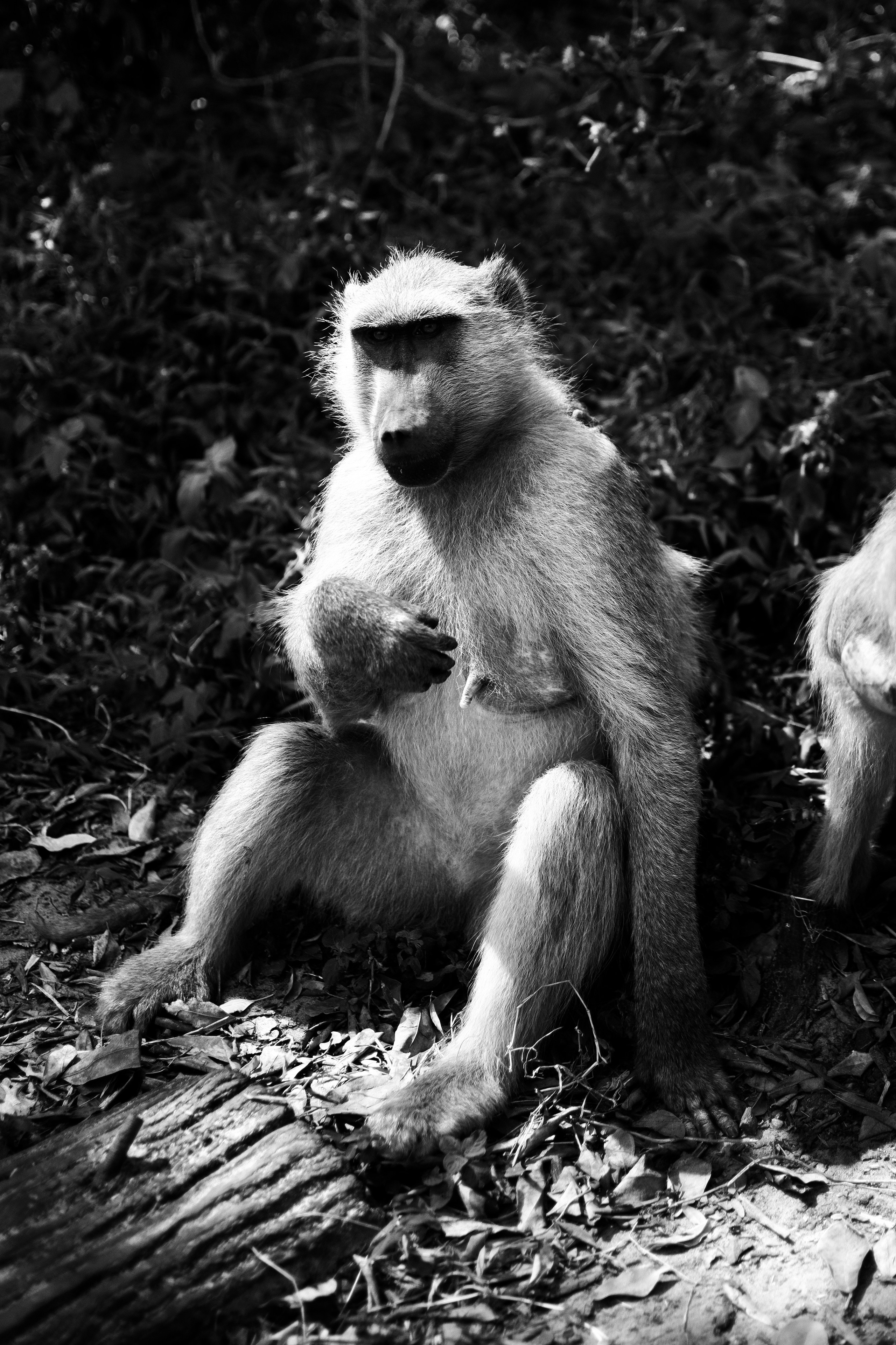 Safari. Photographer Evgeniia Zorina