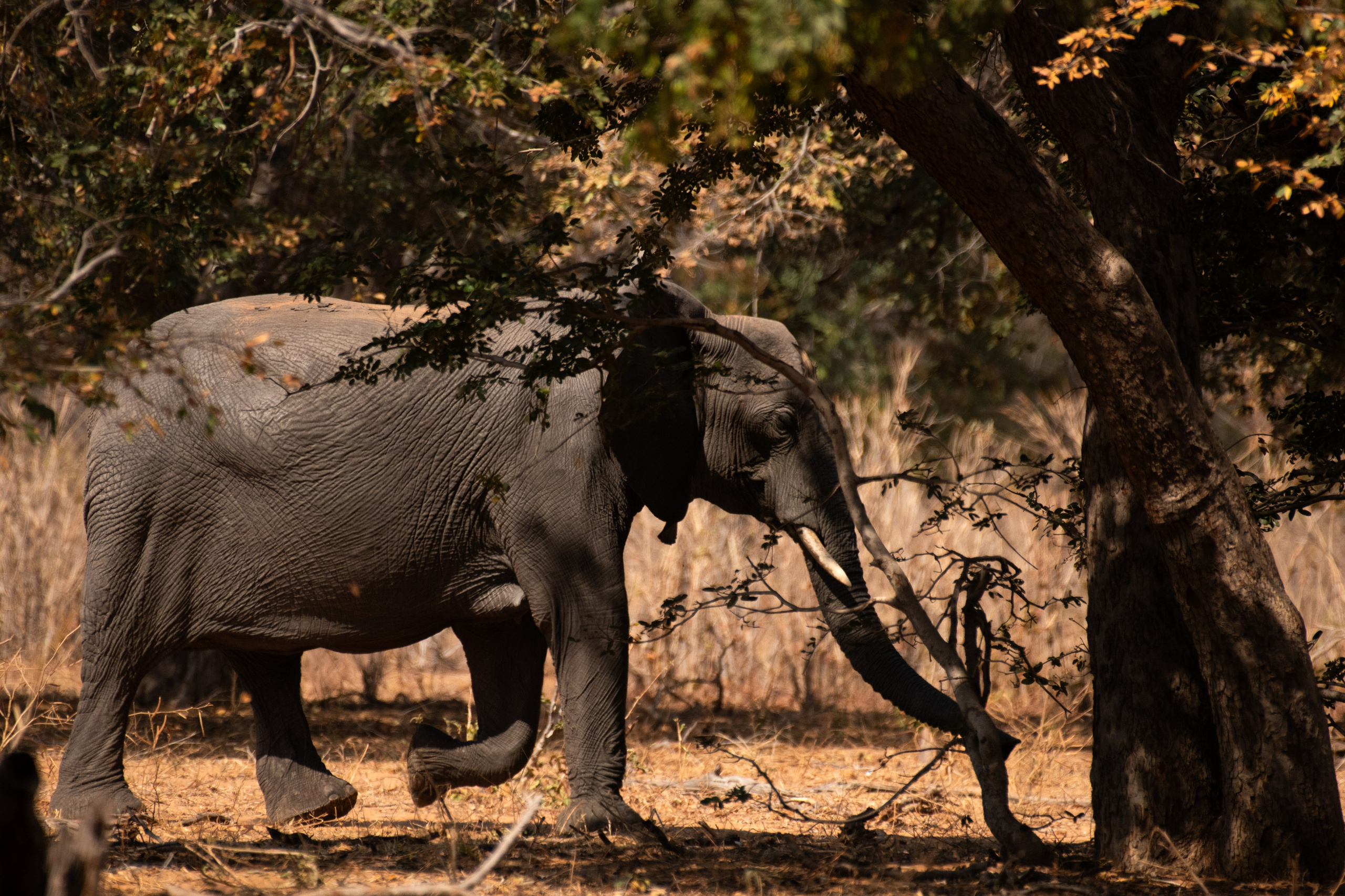 Safari. Photographer Evgeniia Zorina