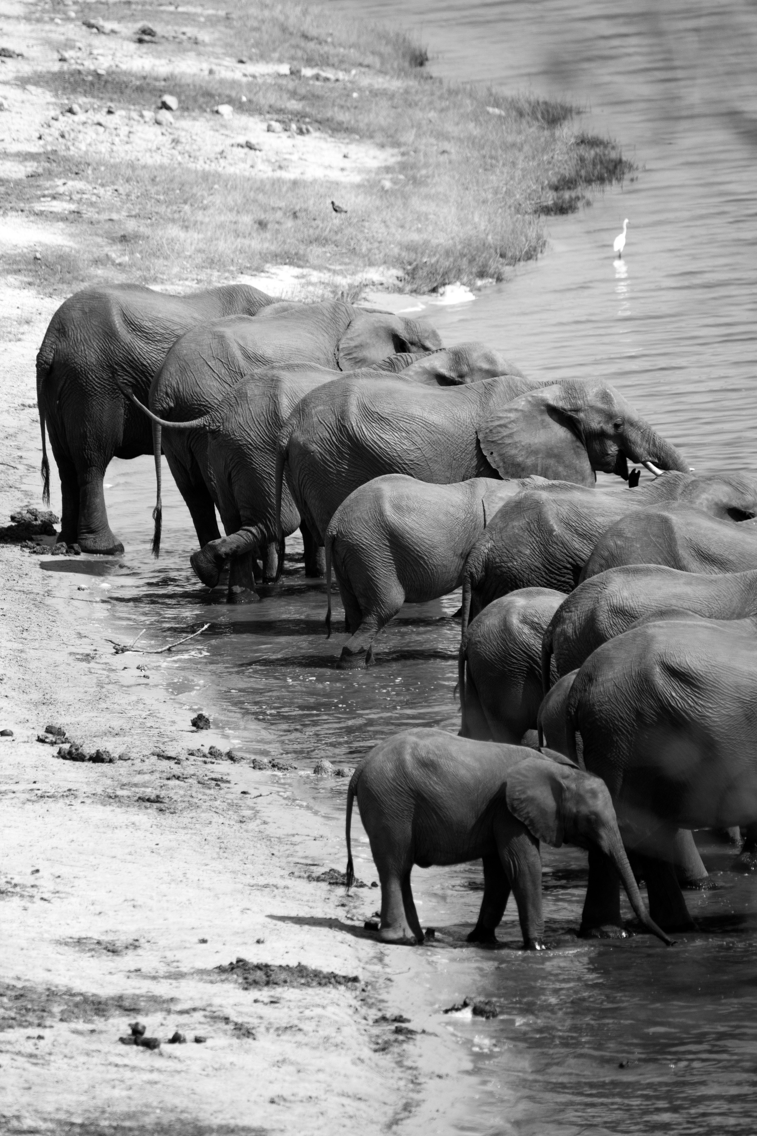 Safari. Photographer Evgeniia Zorina