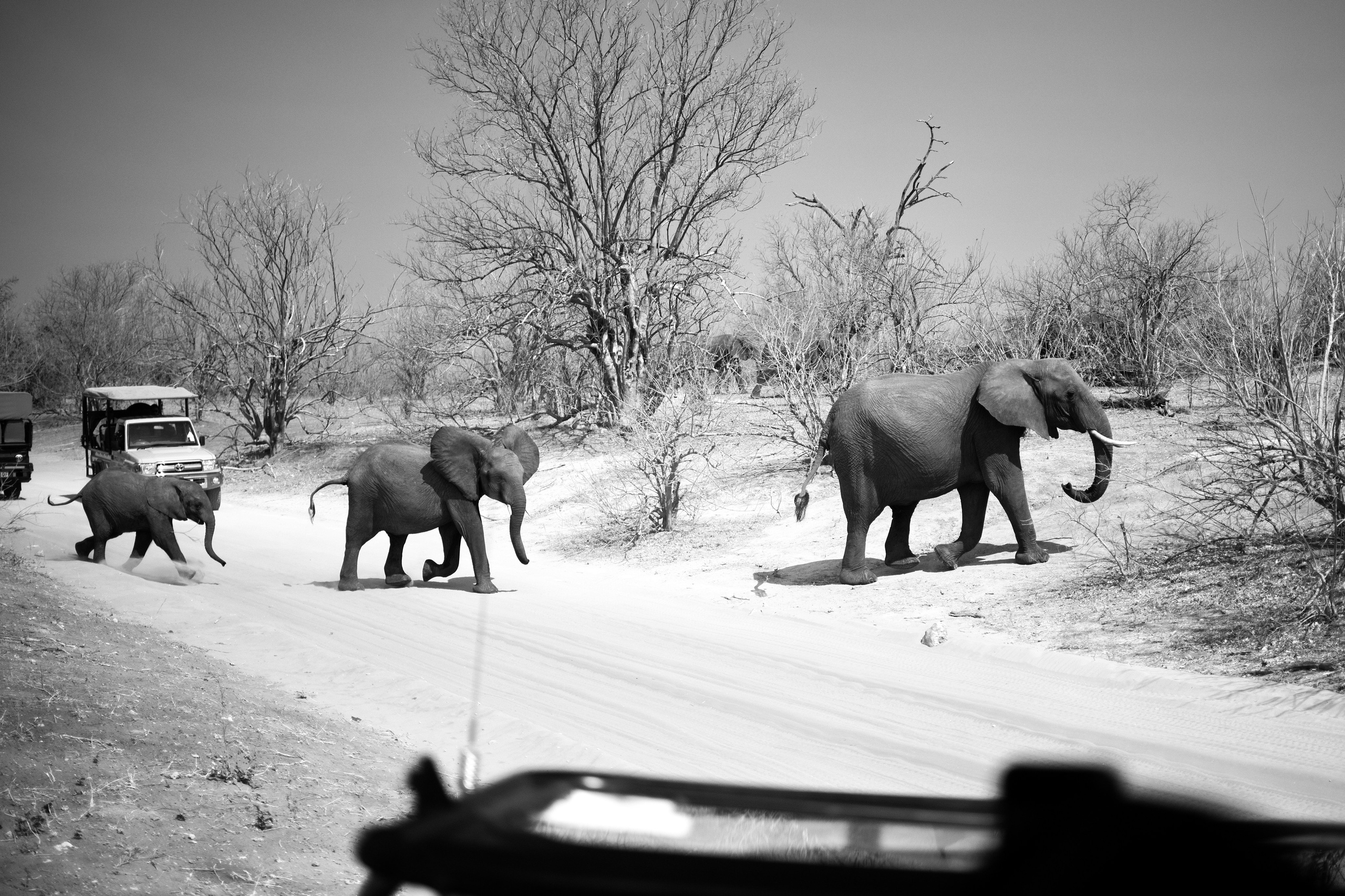 Safari. Photographer Evgeniia Zorina