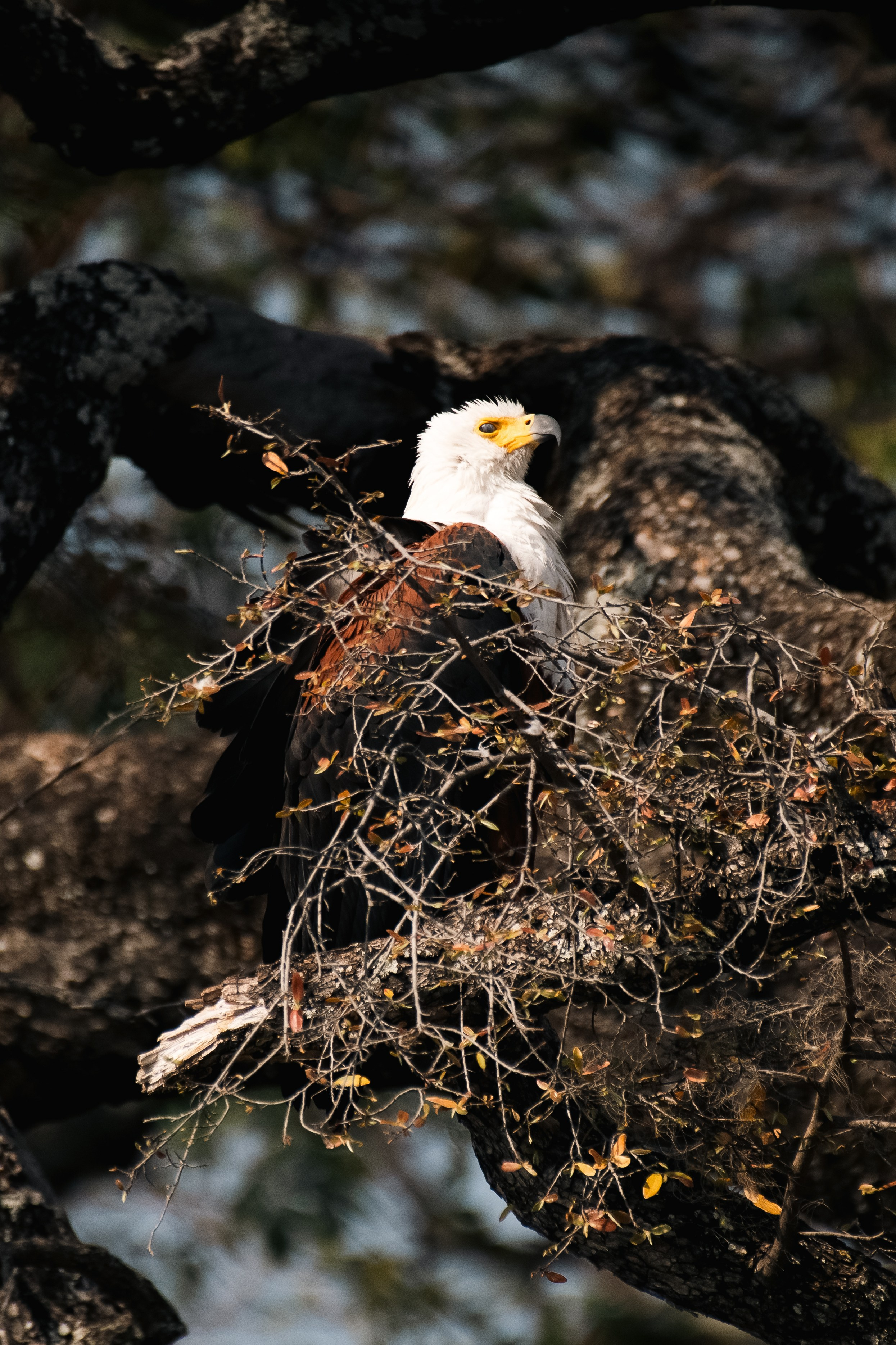 Safari. Photographer Evgeniia Zorina