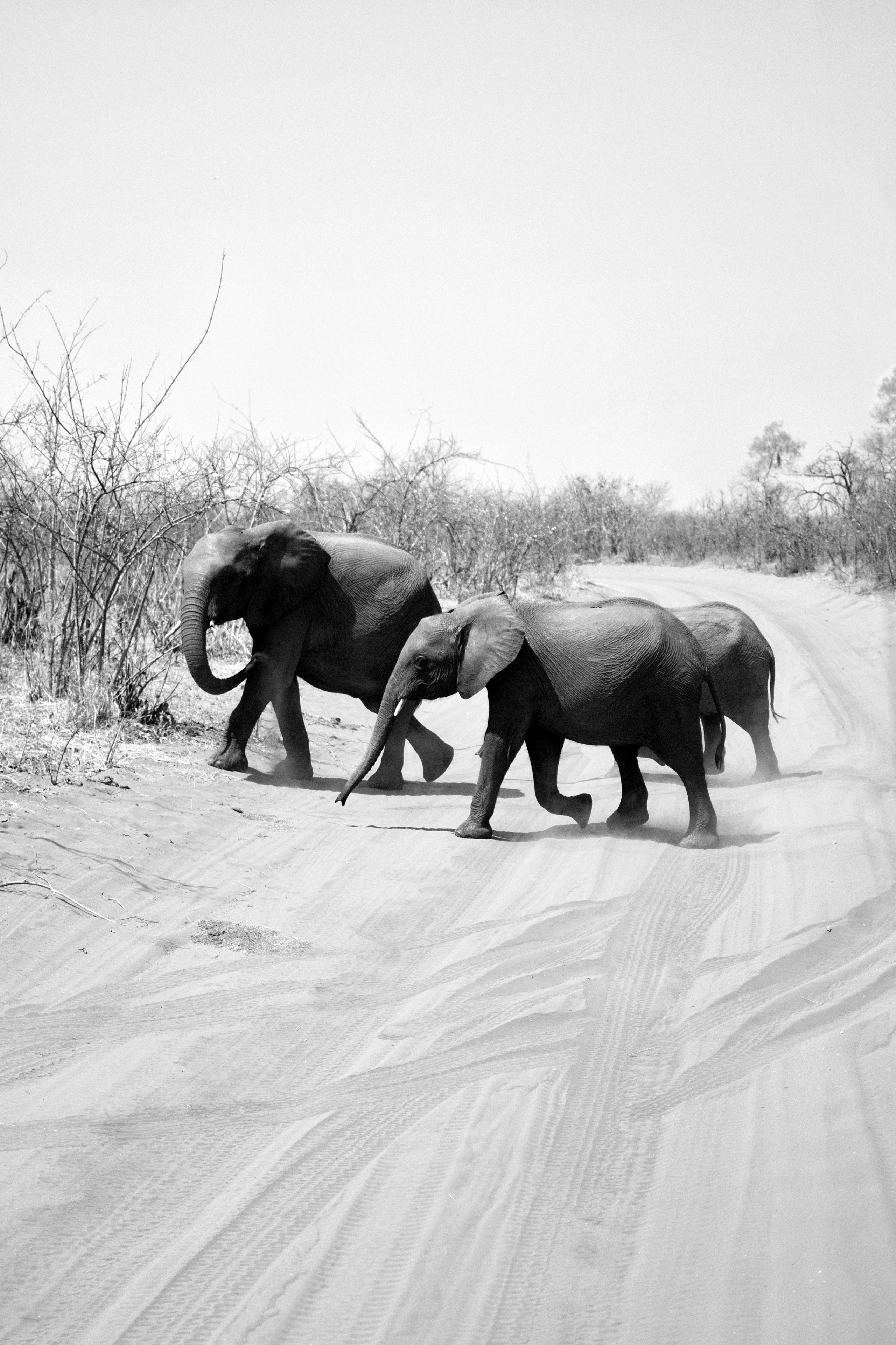 Safari. Photographer Evgeniia Zorina