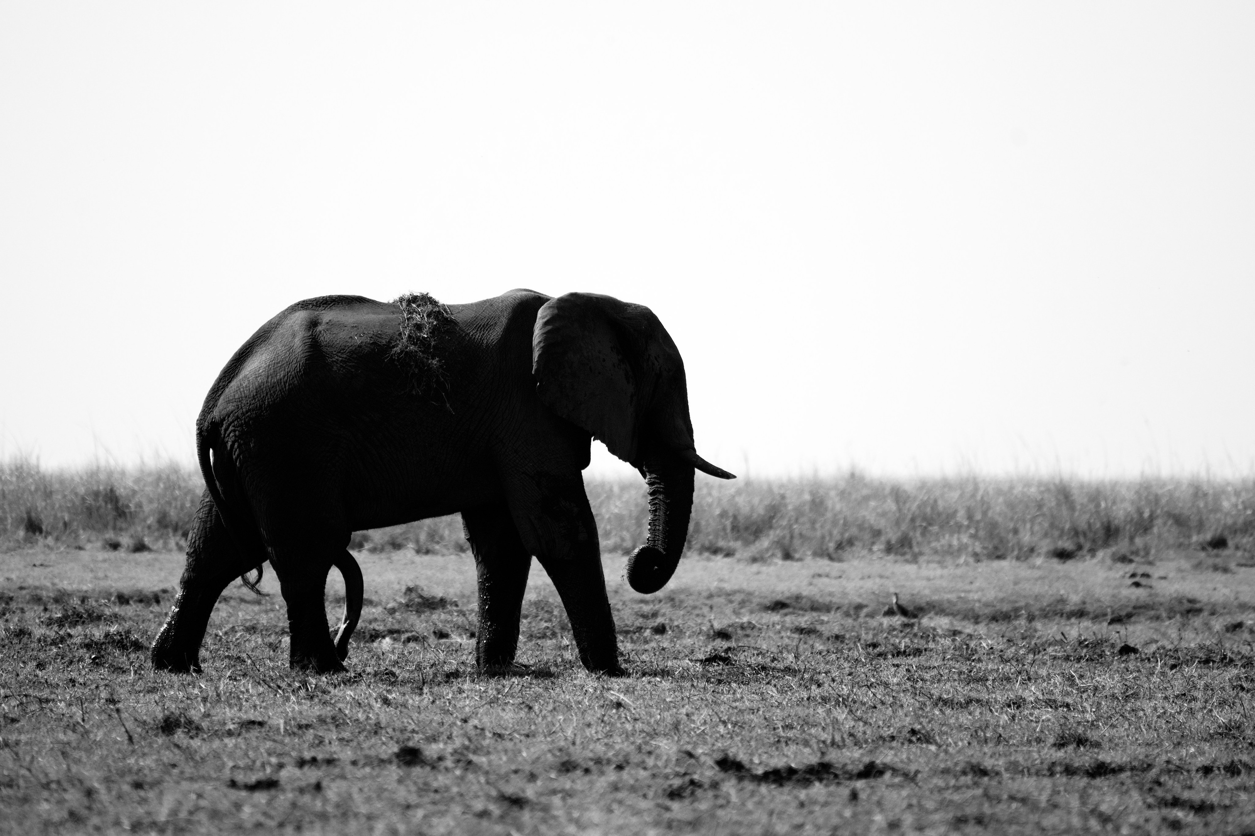 Safari. Photographer Evgeniia Zorina