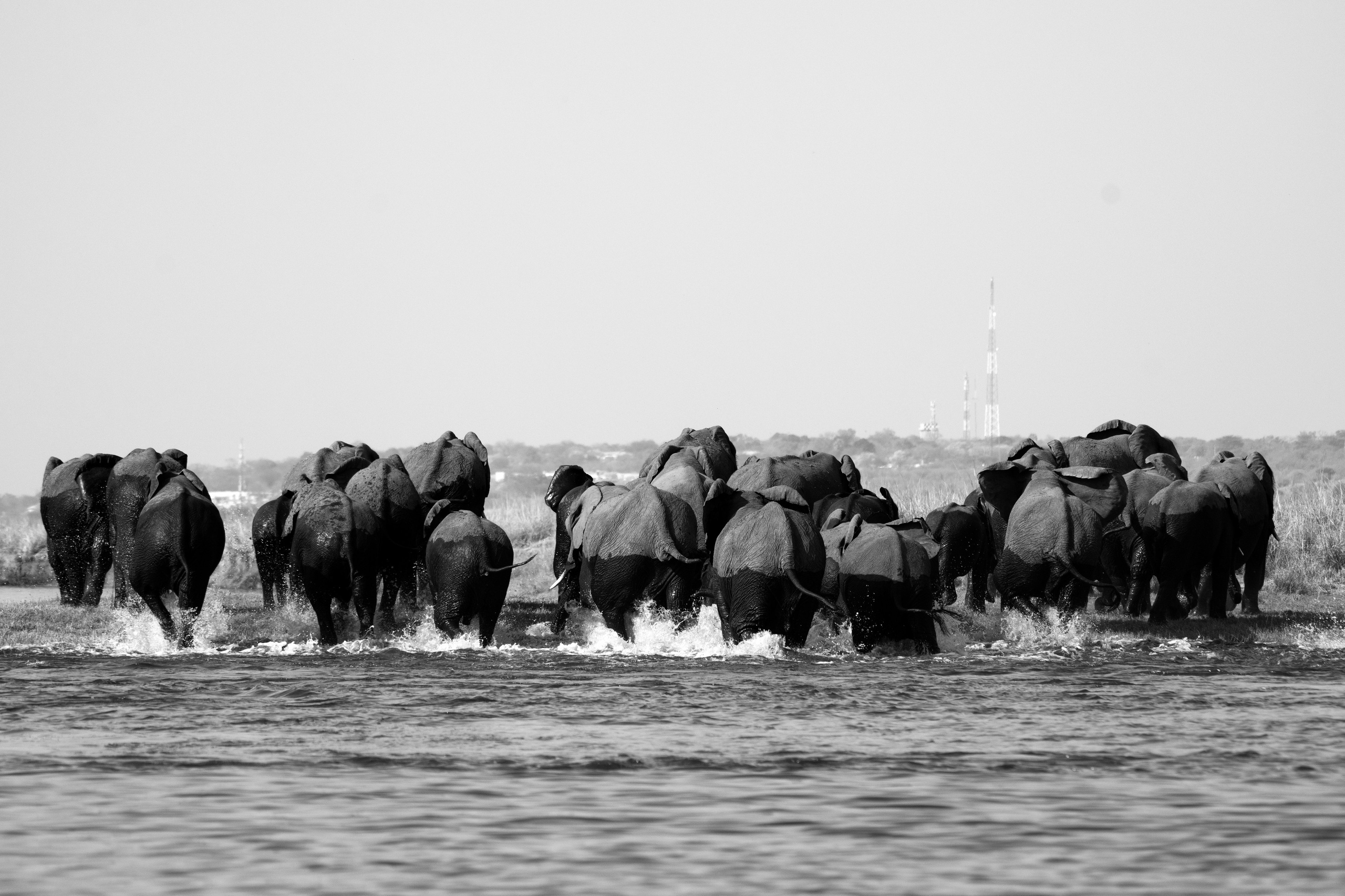 Safari. Photographer Evgeniia Zorina