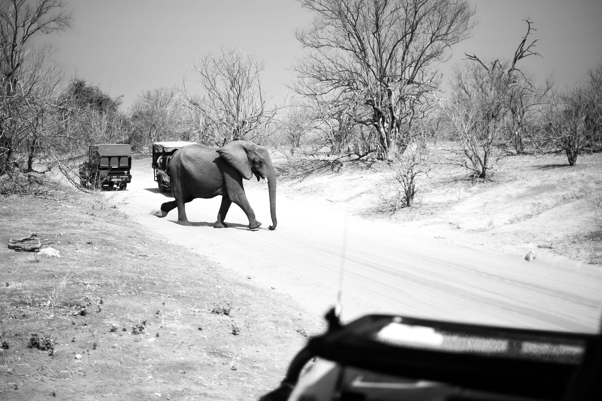 Safari. Photographer Evgeniia Zorina