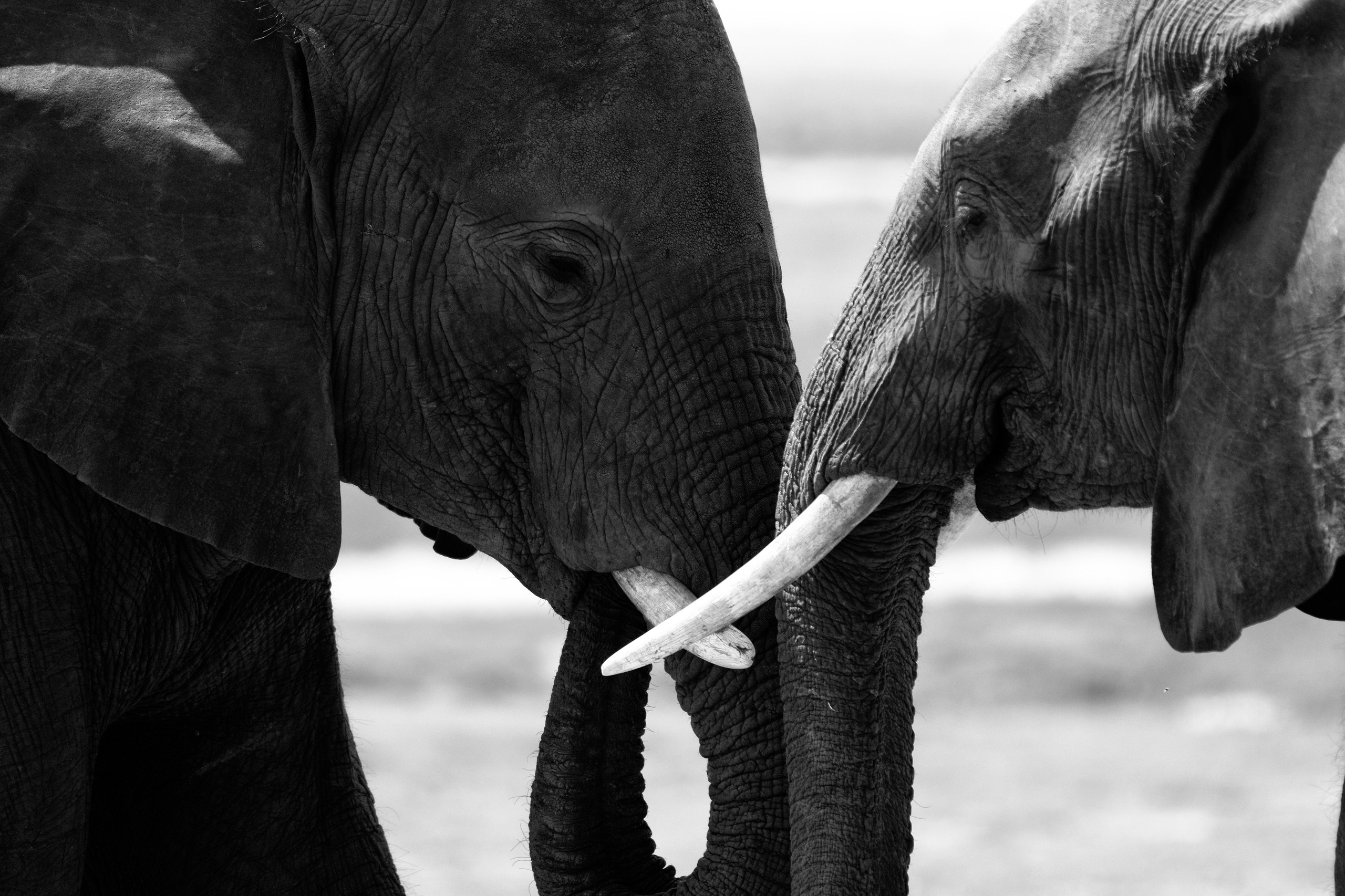 Safari. Photographer Evgeniia Zorina