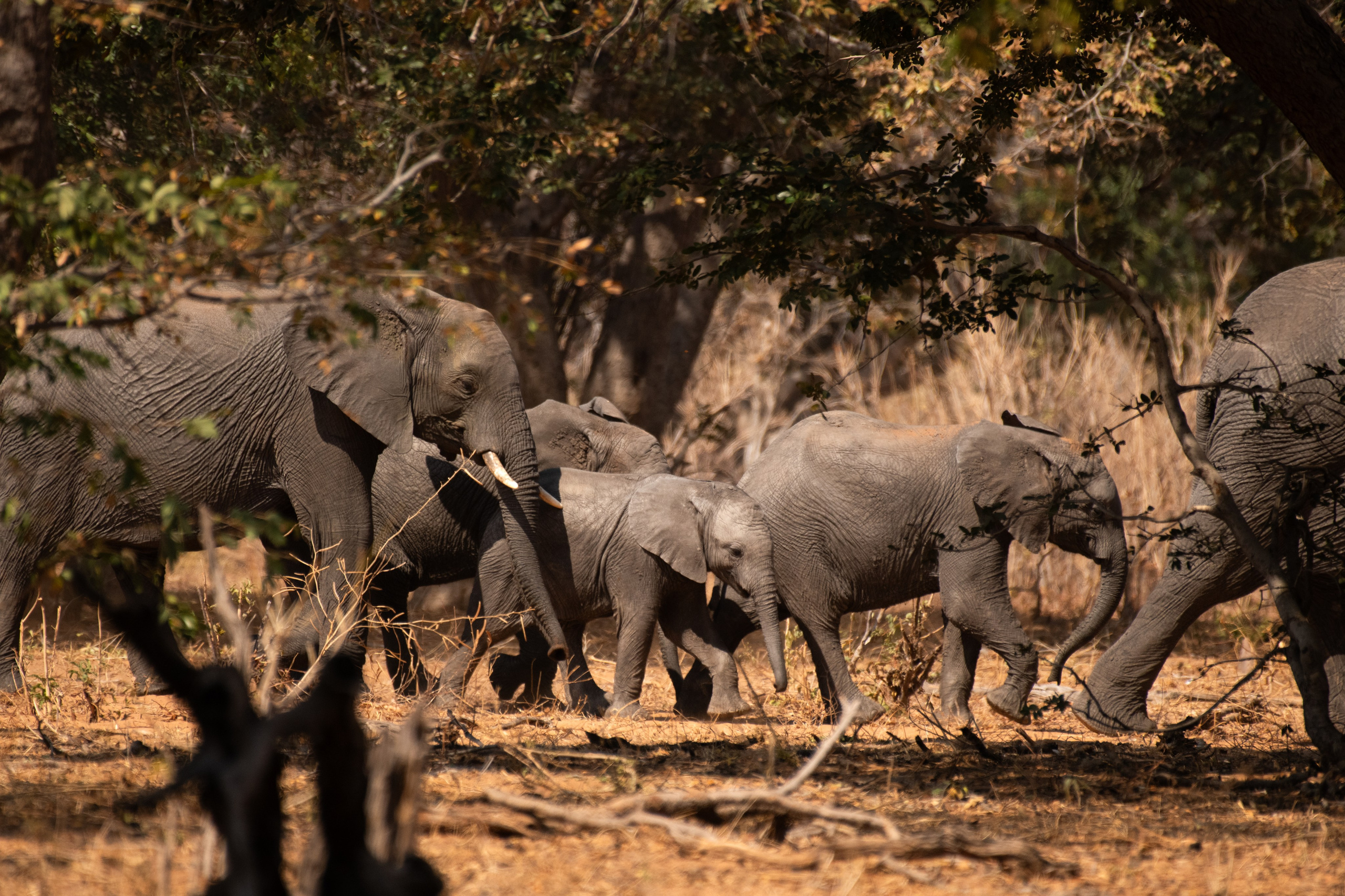 Safari. Photographer Evgeniia Zorina