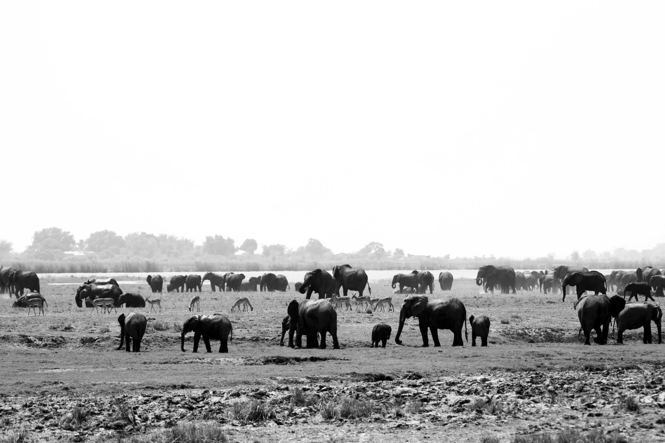 Safari. Photographer Evgeniia Zorina