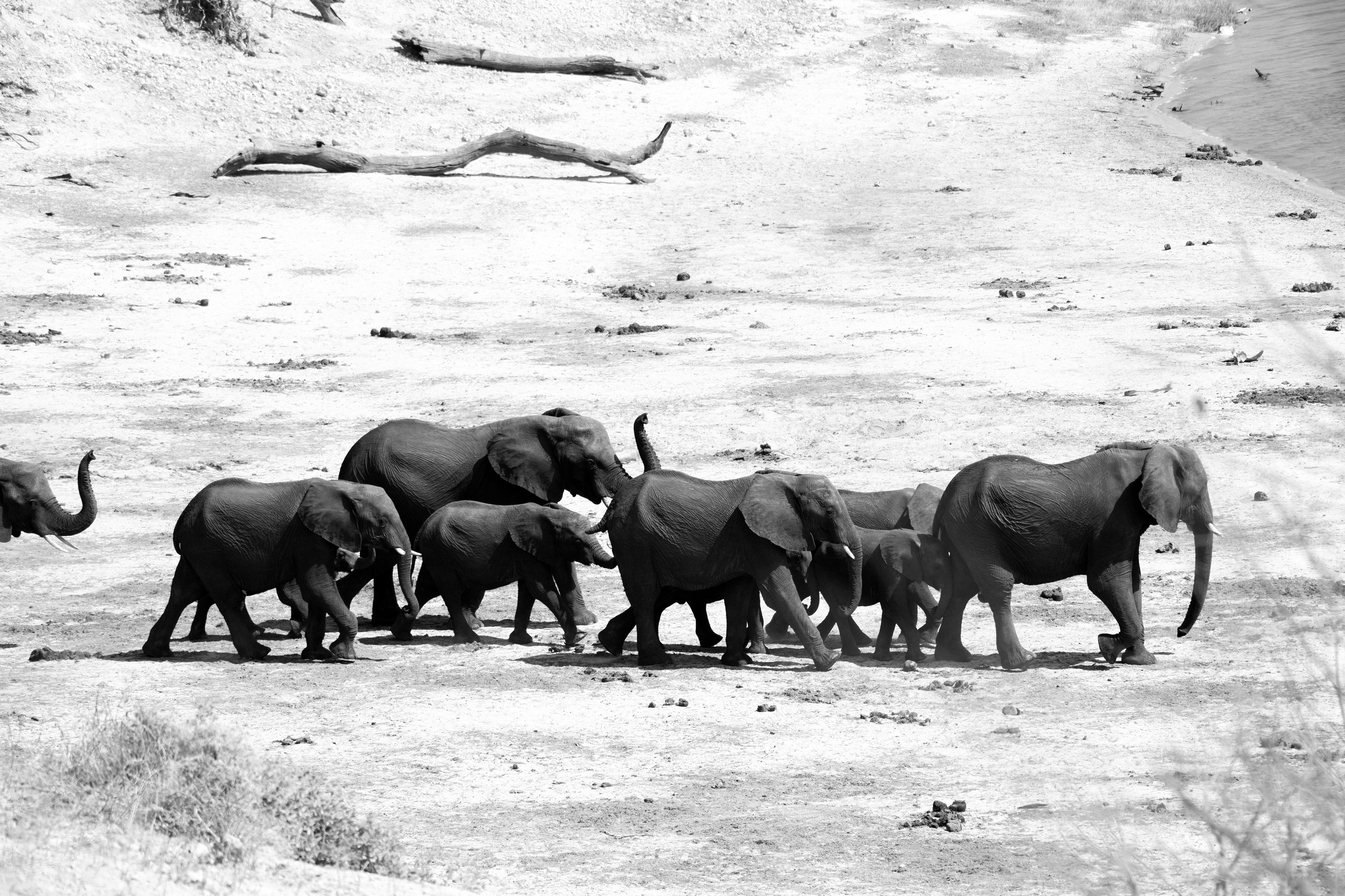 Safari. Photographer Evgeniia Zorina