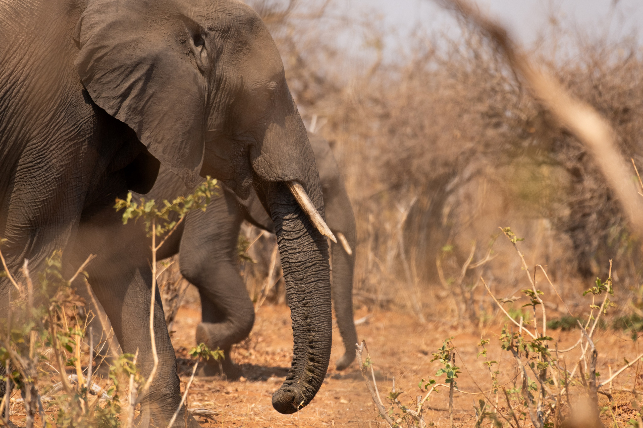 Safari. Photographer Evgeniia Zorina