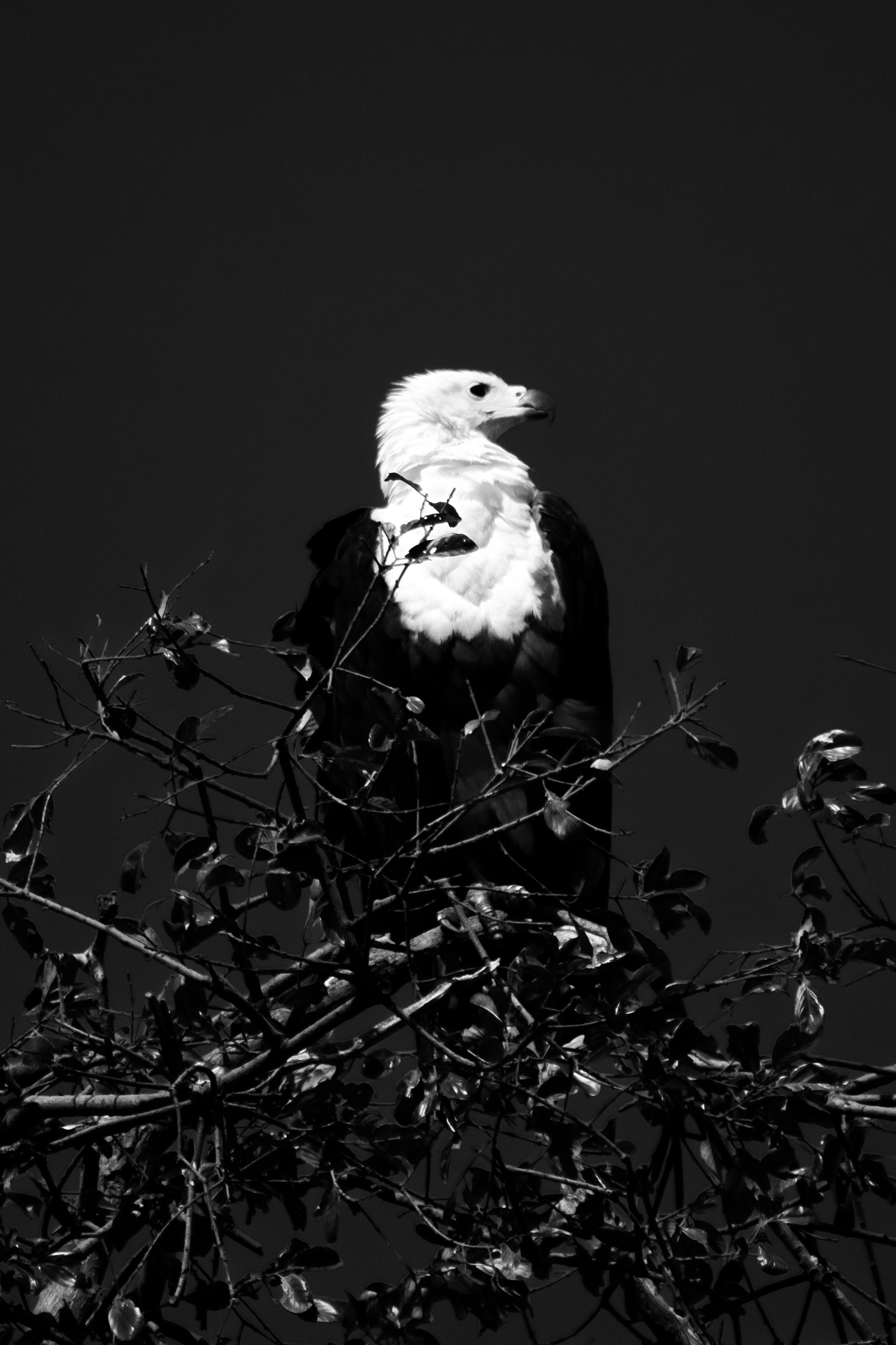 Safari. Photographer Evgeniia Zorina
