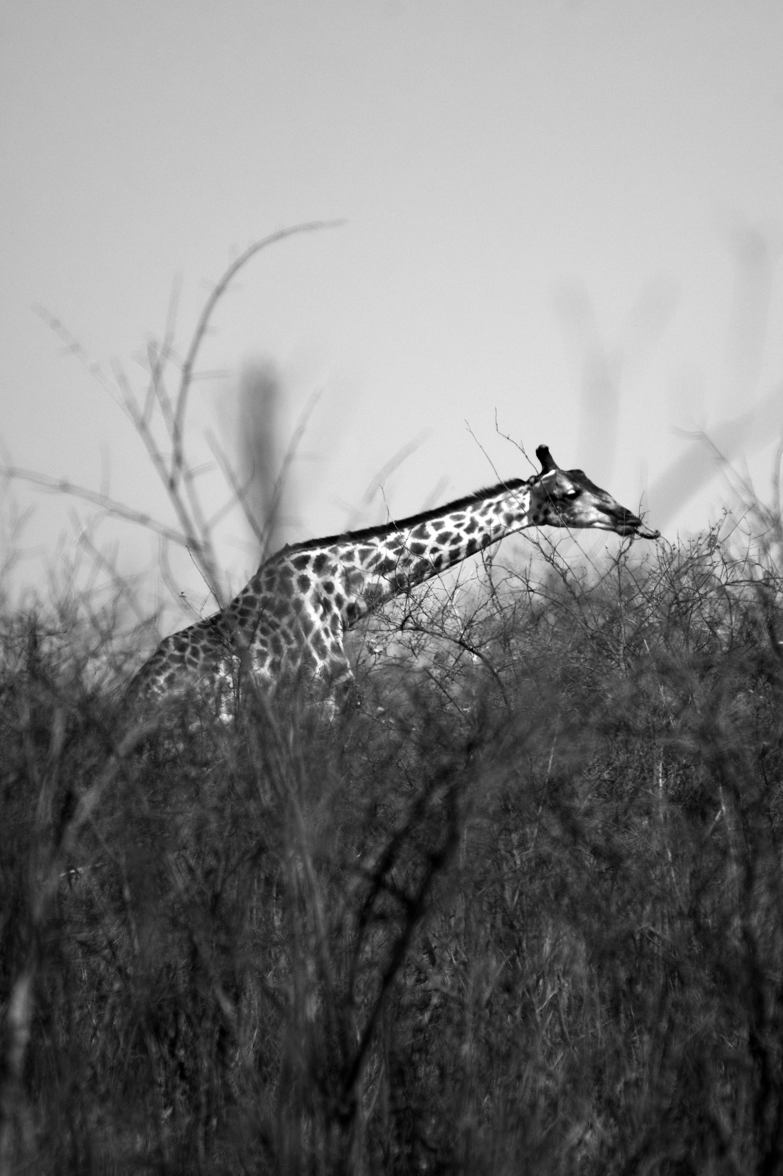 Safari. Photographer Evgeniia Zorina