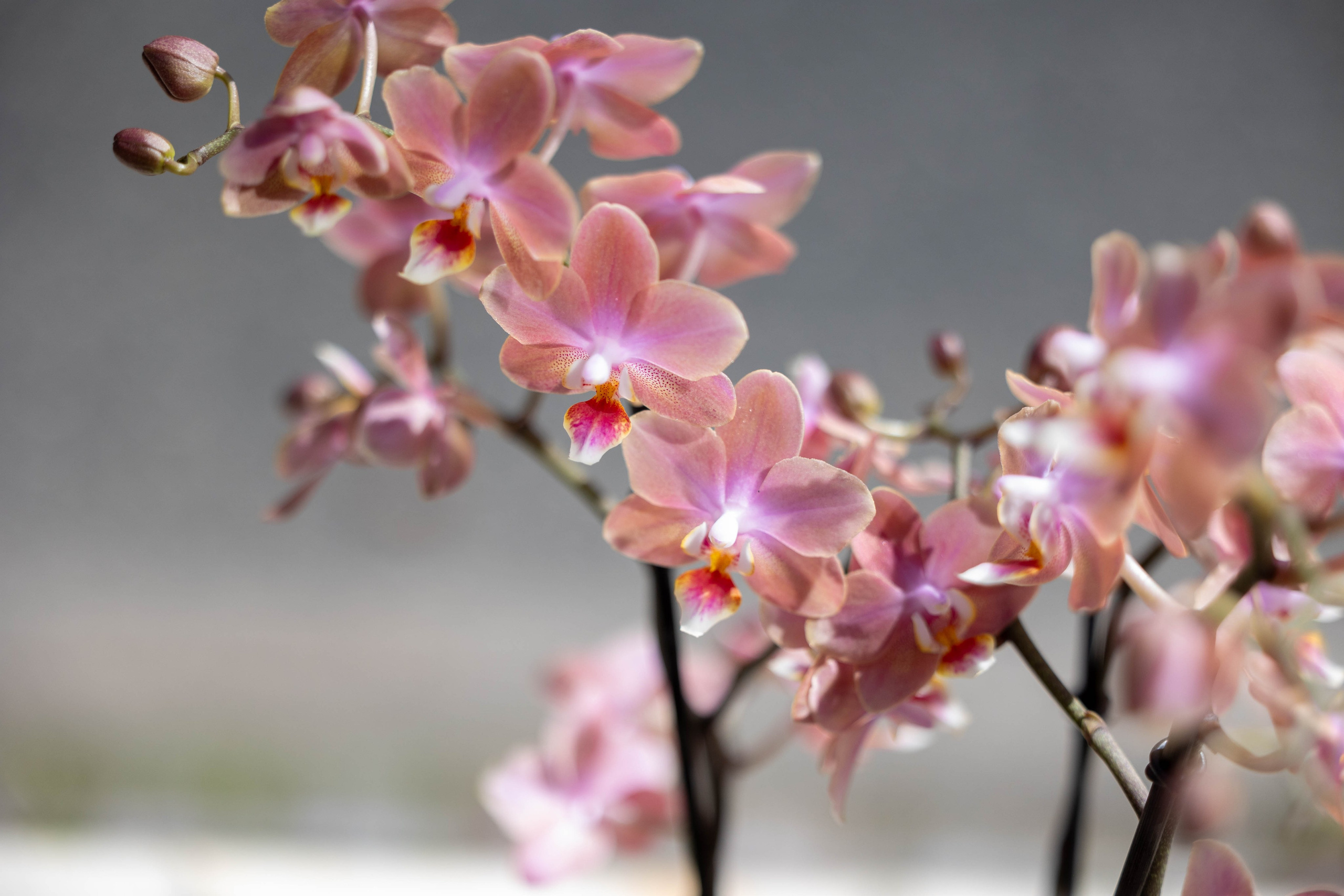 Oplev naturens kunstværk! Vores orkideer er kendt for deres delikate blomster og elegante udseende. Find den perfekte orkide til din indretning hos Akropolis Blomster.
