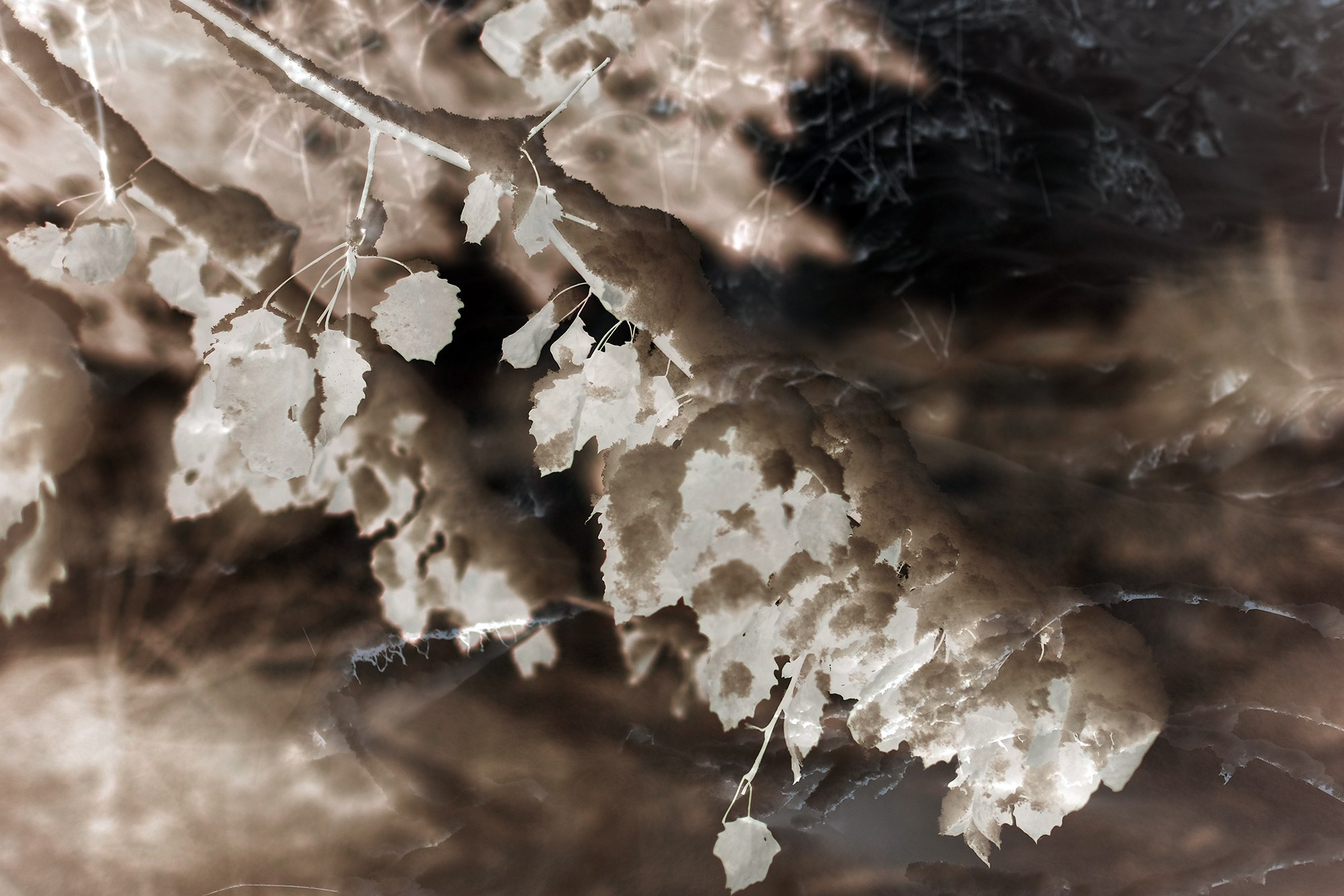 Biography of the photographer Alena Novgorodtseva. Portrait photographer Alena Novgorodtseva