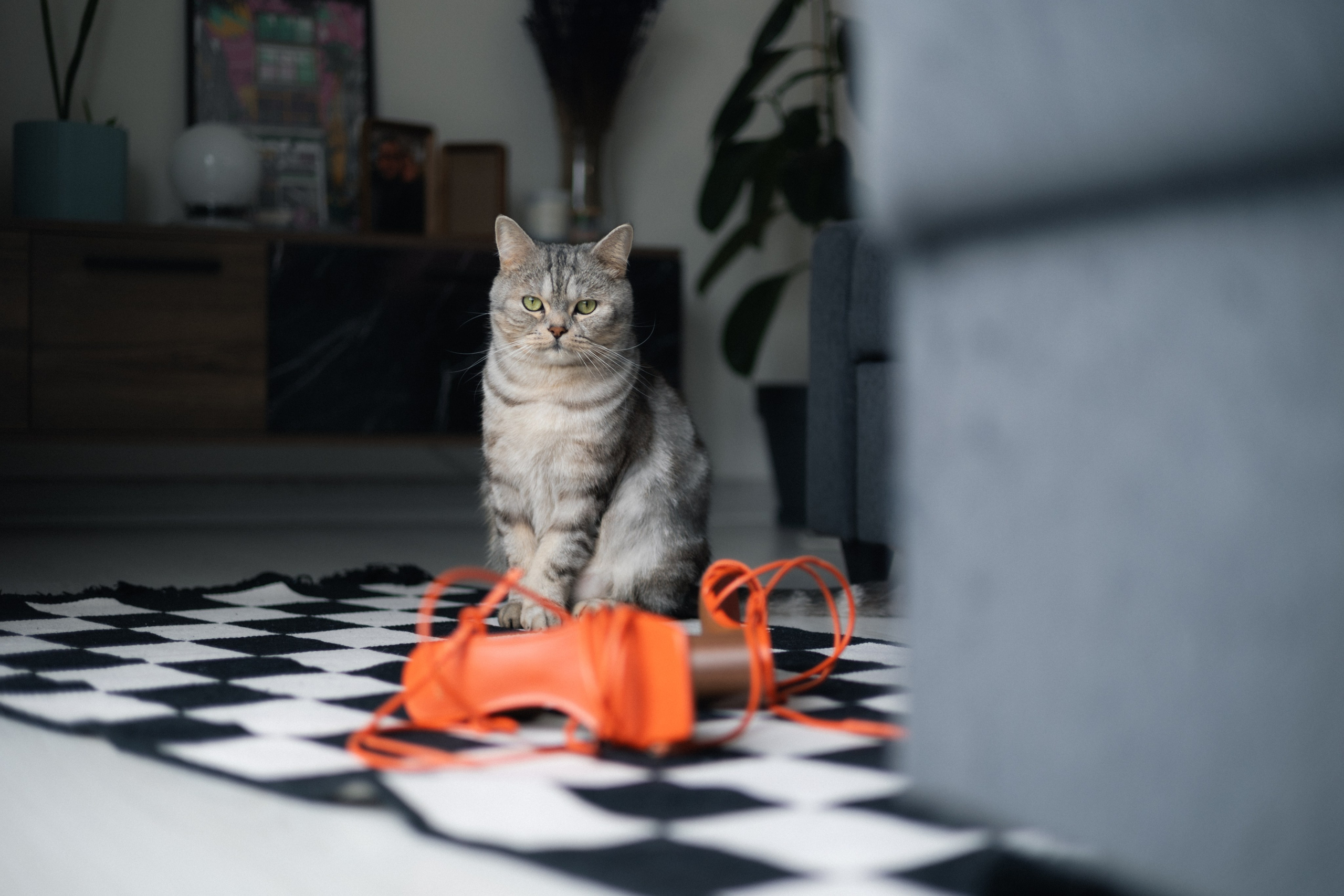 Алиса в стране чудес (съемка дома). Фотограф в Стамбуле | Zlata Zengin