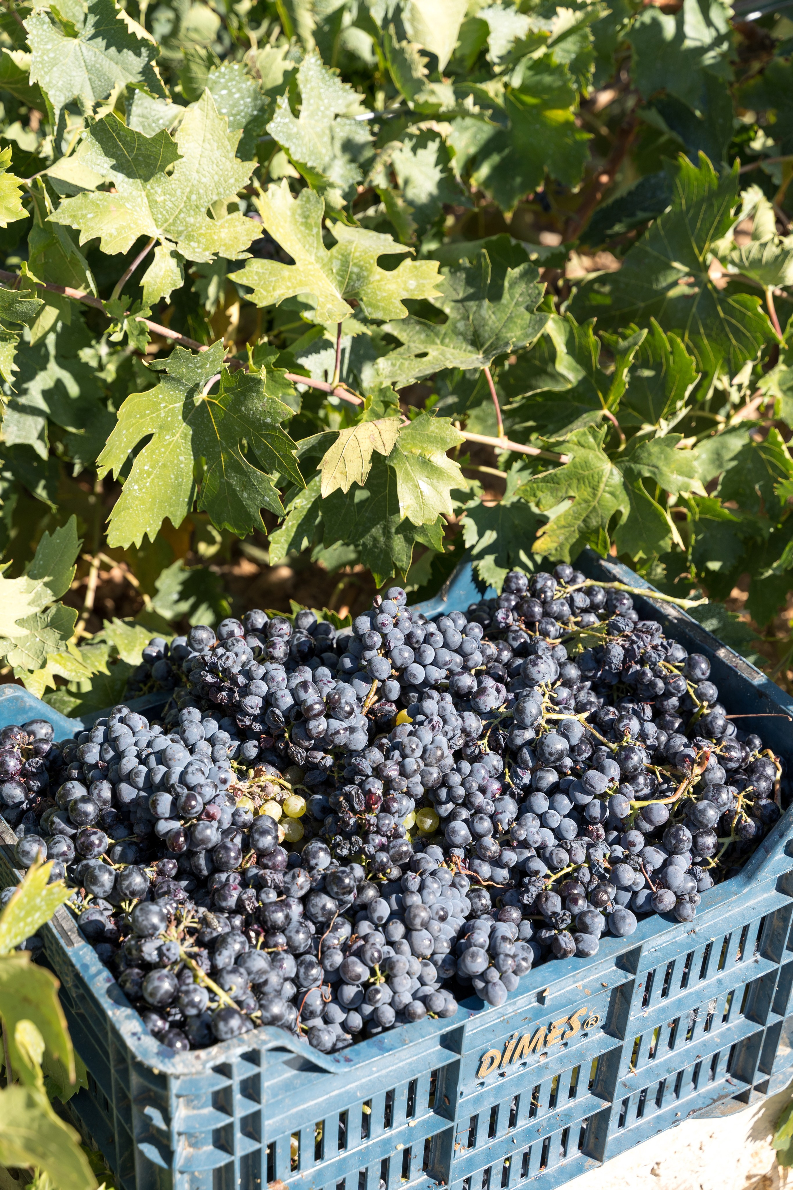 Экскурсия в винный регион Чал из Анталии. Ирина, фотограф в Анталии. Фотосессии в Кемере, Белеке, Сиде, Бодруме, Каше и Фетхие