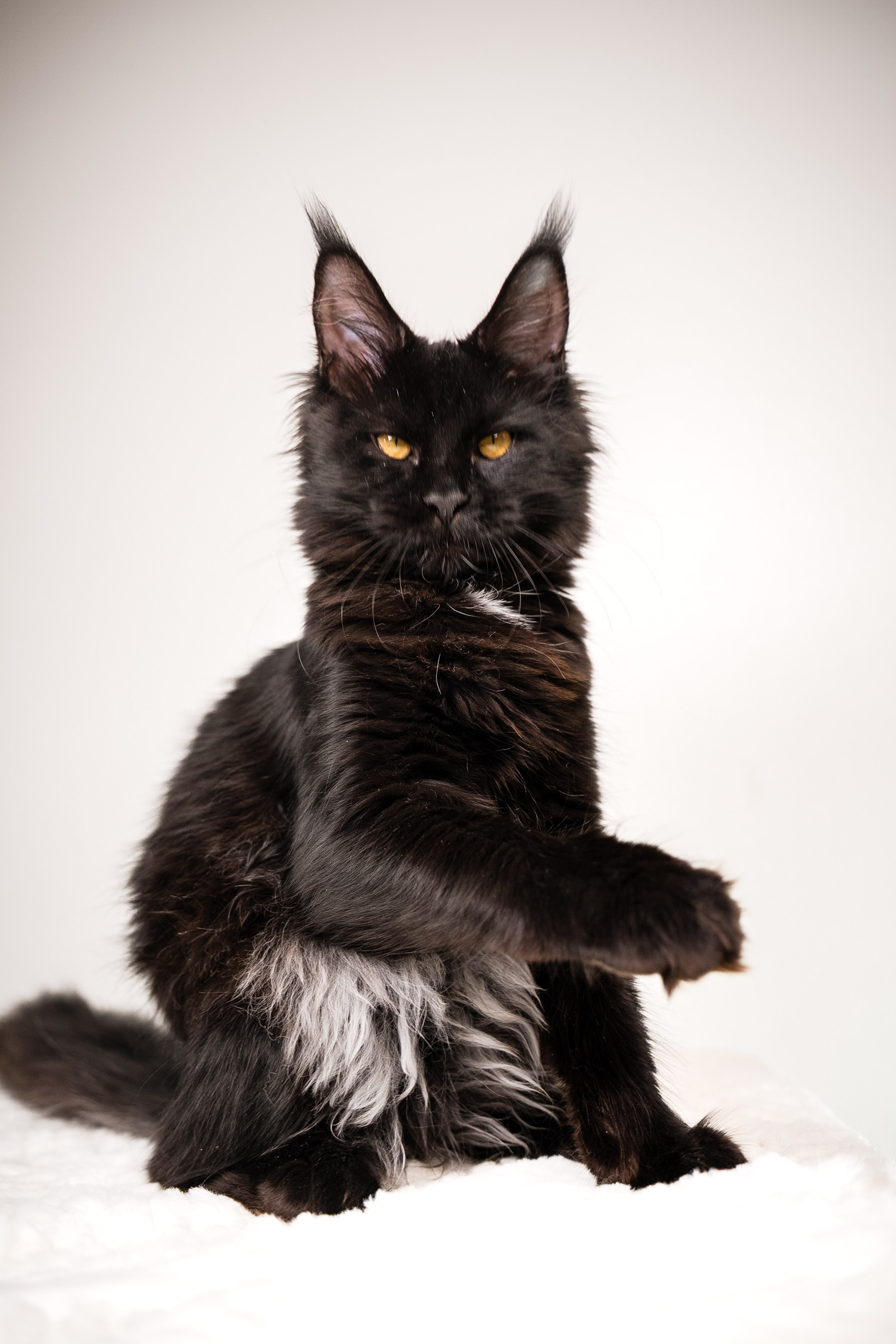 Senator Helen. Senator Cat — Maine Coon cattery