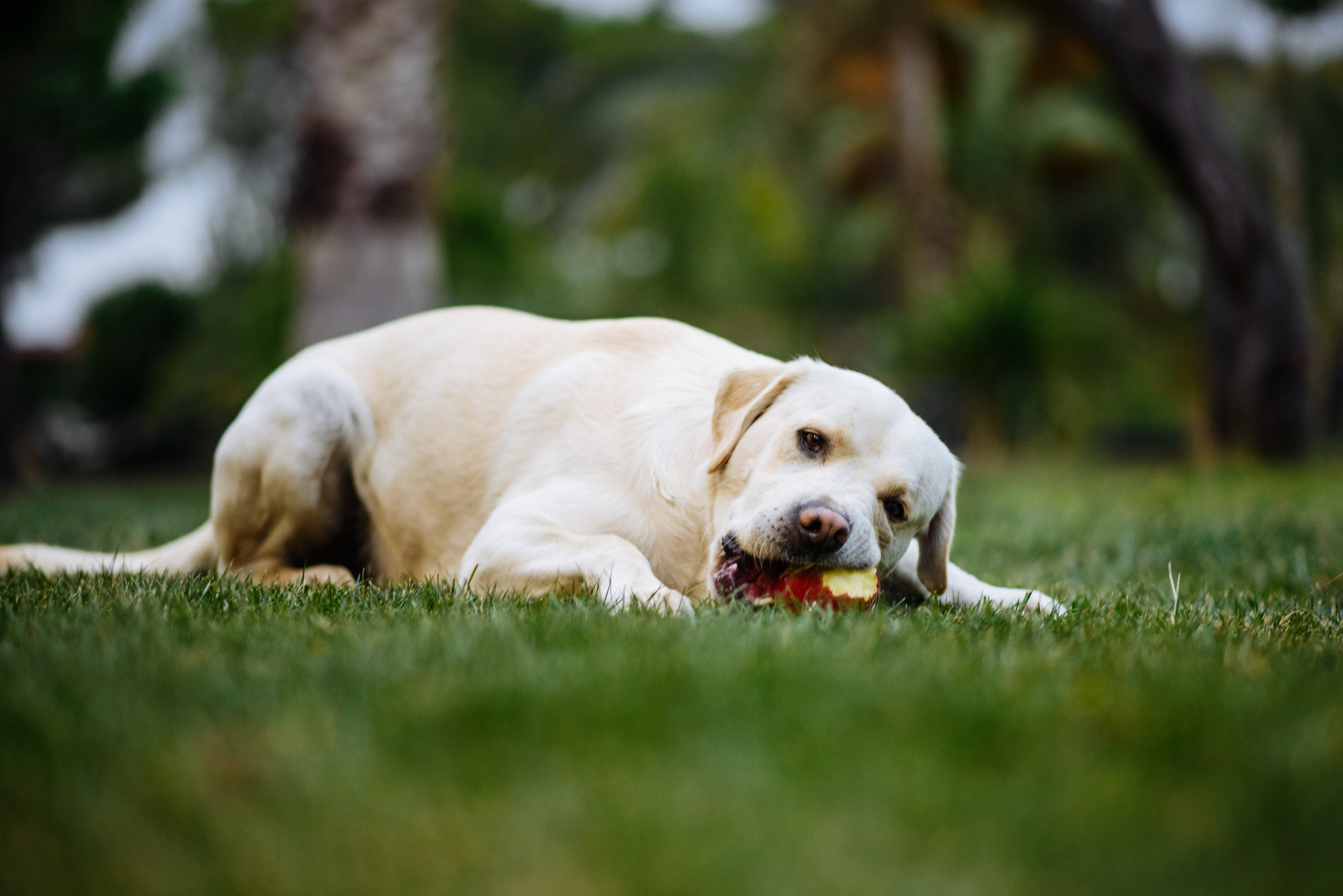 Elegancia Oriental. La Magia de una Boda India en La Gran Villa Rosa. Фотограф Екатерина Гасанова — фотосессии в Барселоне