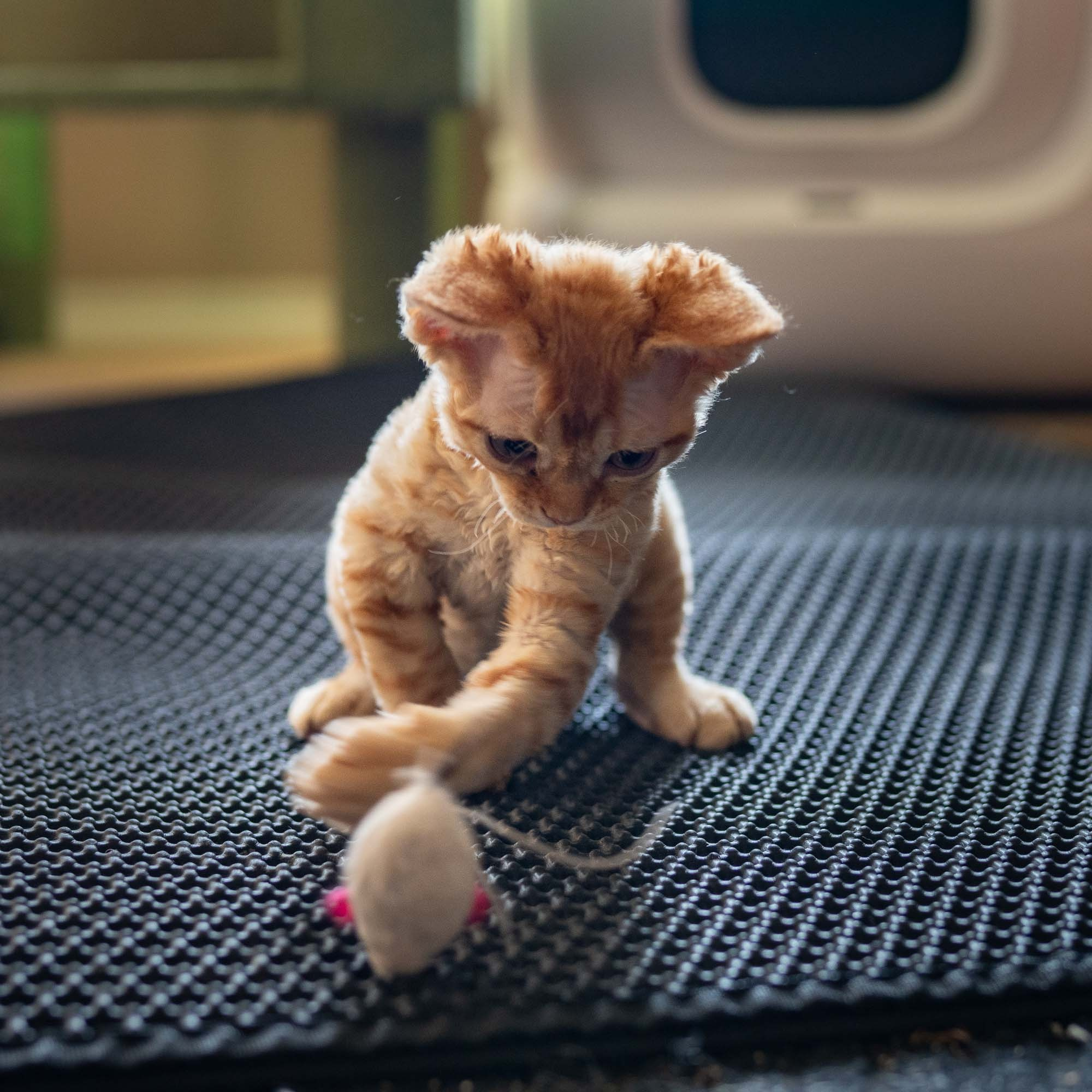 Jackie, boy, born 06.25.2025. Devon Rex Pixie Cattery