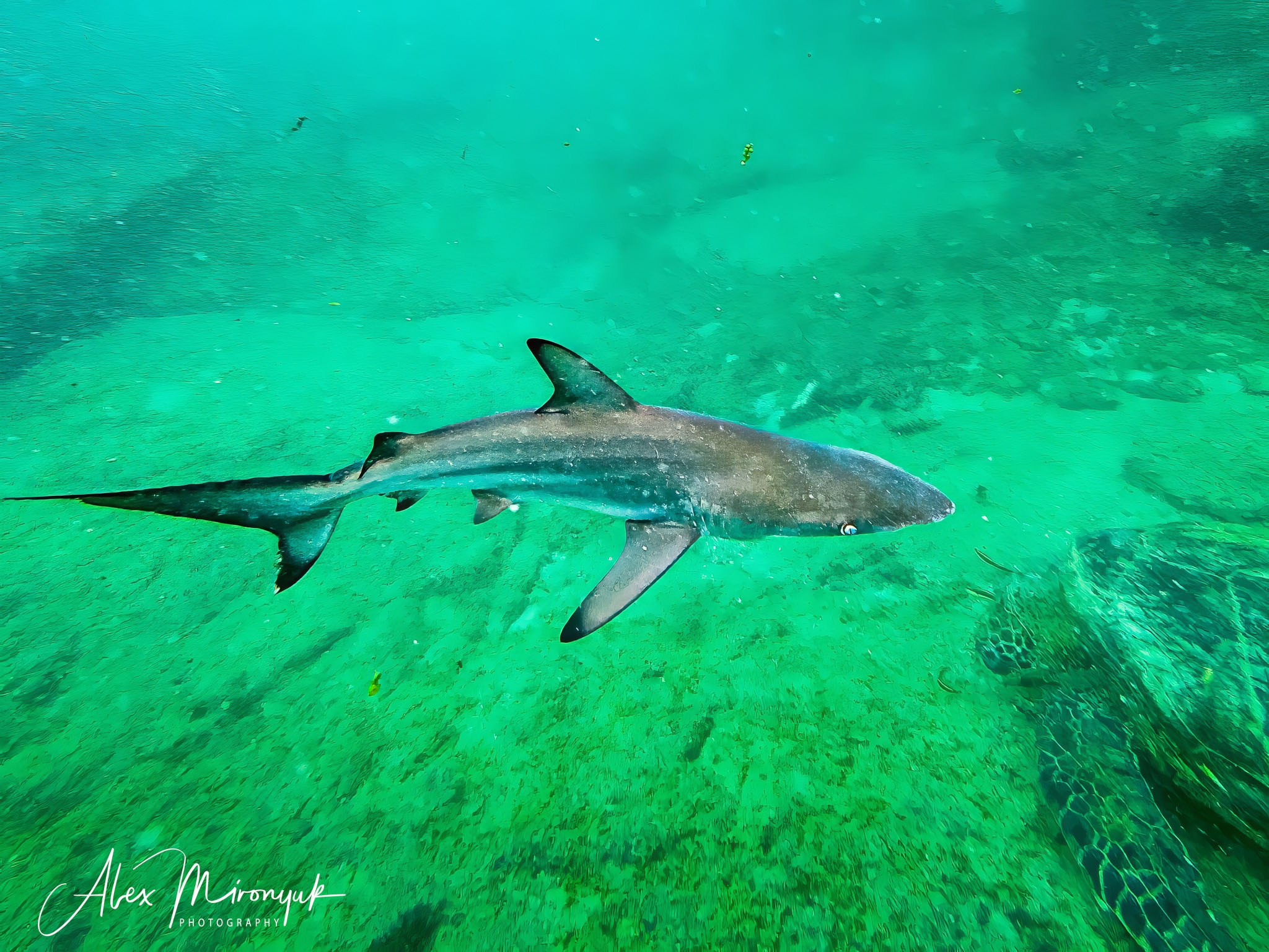 Galapagos Islands Adventure. Alex Mironyuk Photography