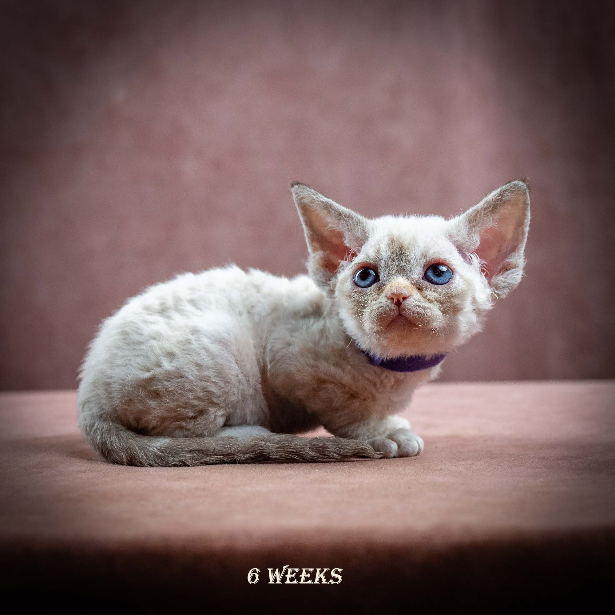 Iris, girl, born 06.01.2025. Devon Rex Pixie Cattery
