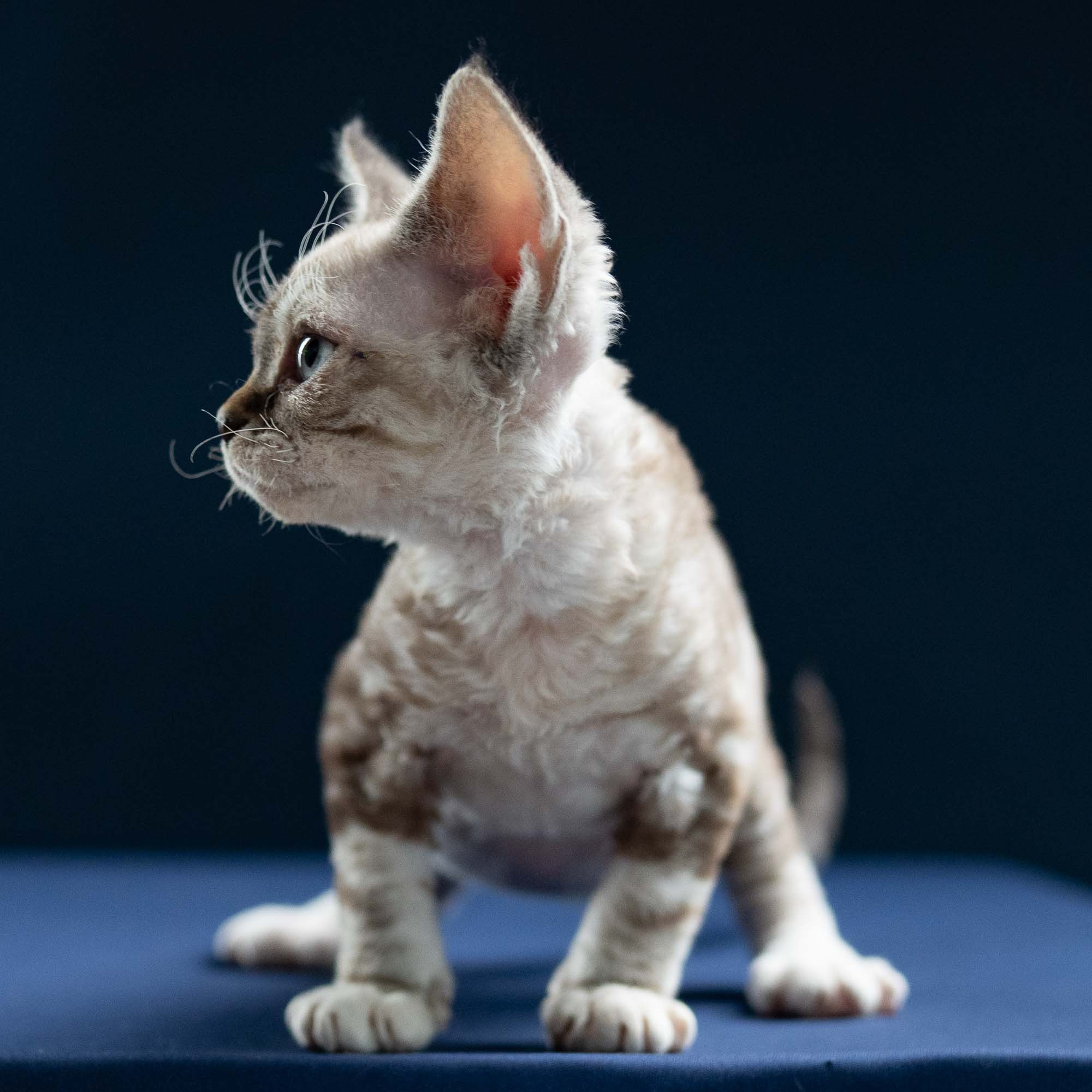 Irwin, boy, born 06.01.2025. Devon Rex Pixie Cattery