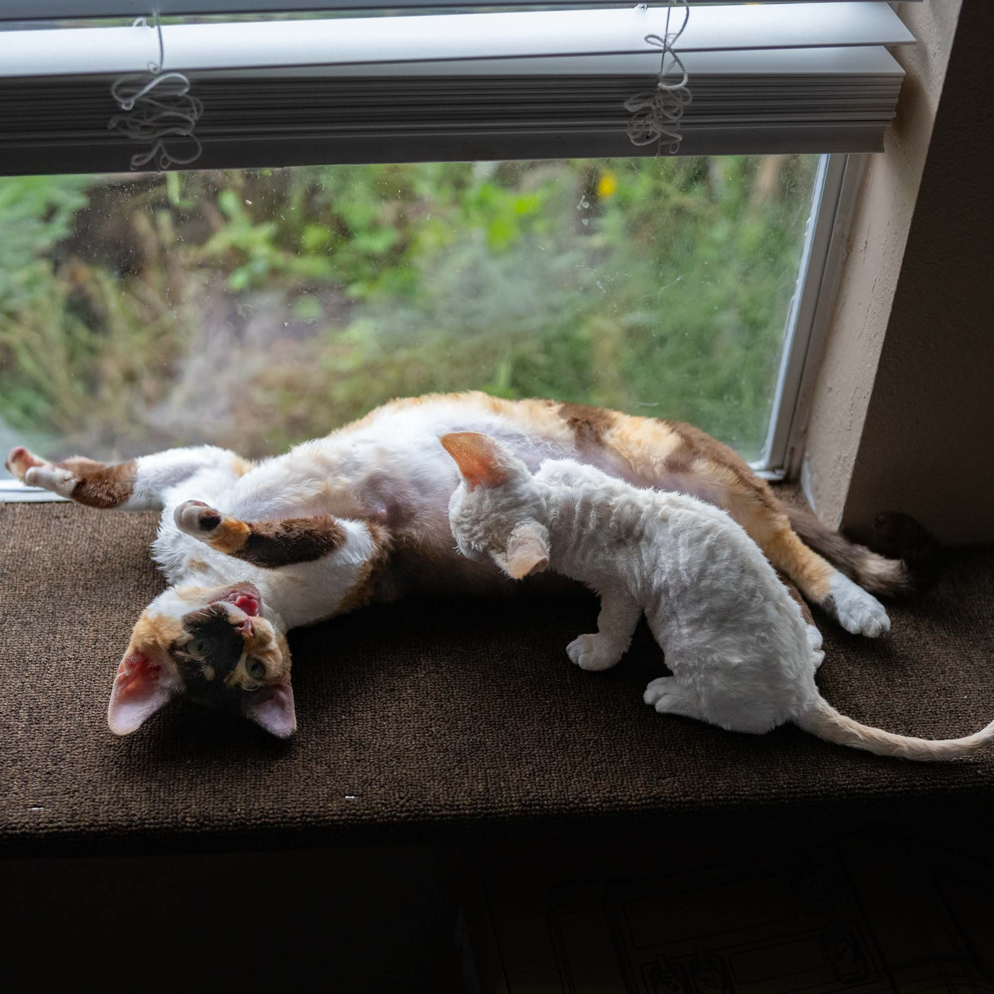 Dottie, girl, born on 06.06.24. Devon Rex Pixie Cattery