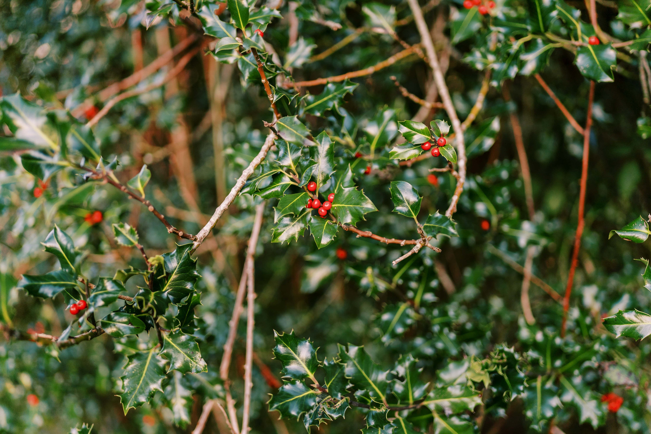 Engagement photo shoot/ Dmitry and Julia/ February 2024. North Bend, Washington. EVAN ARISTOV WEDDING PHOTOGRAPHY — Seattle Wedding Photographer