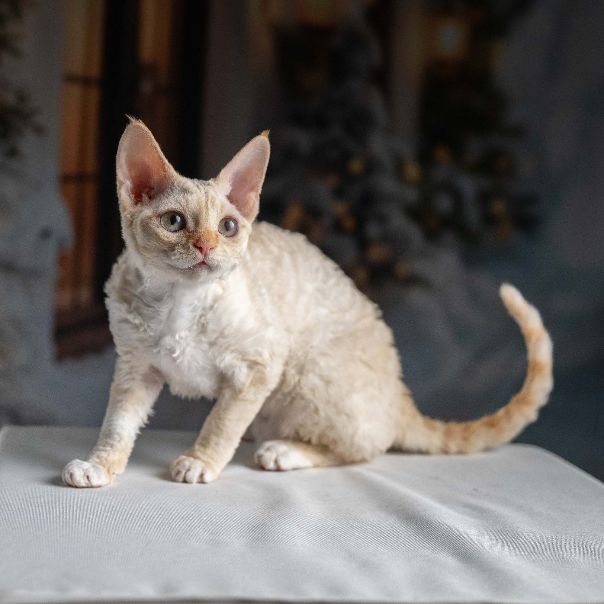 Jasmin, girl, born 06.25.2025. Devon Rex Pixie Cattery