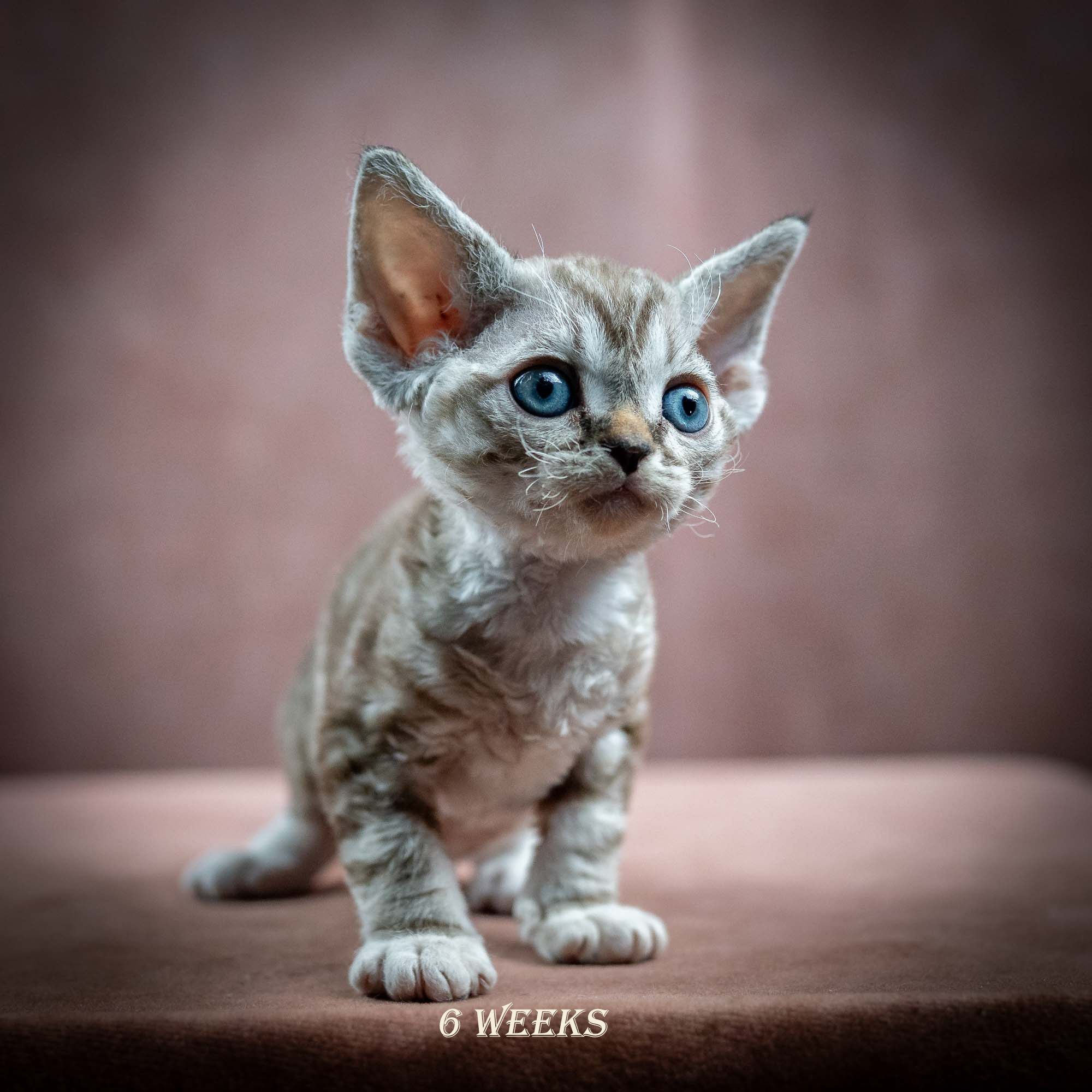 Irwin, boy, born 06.01.2025. Devon Rex Pixie Cattery