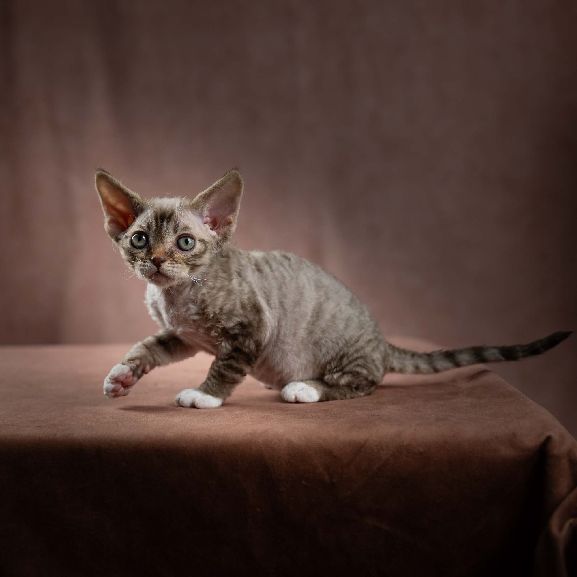 Elvis, boy, born on 06.09.24 SOLD. Devon Rex Pixie Cattery