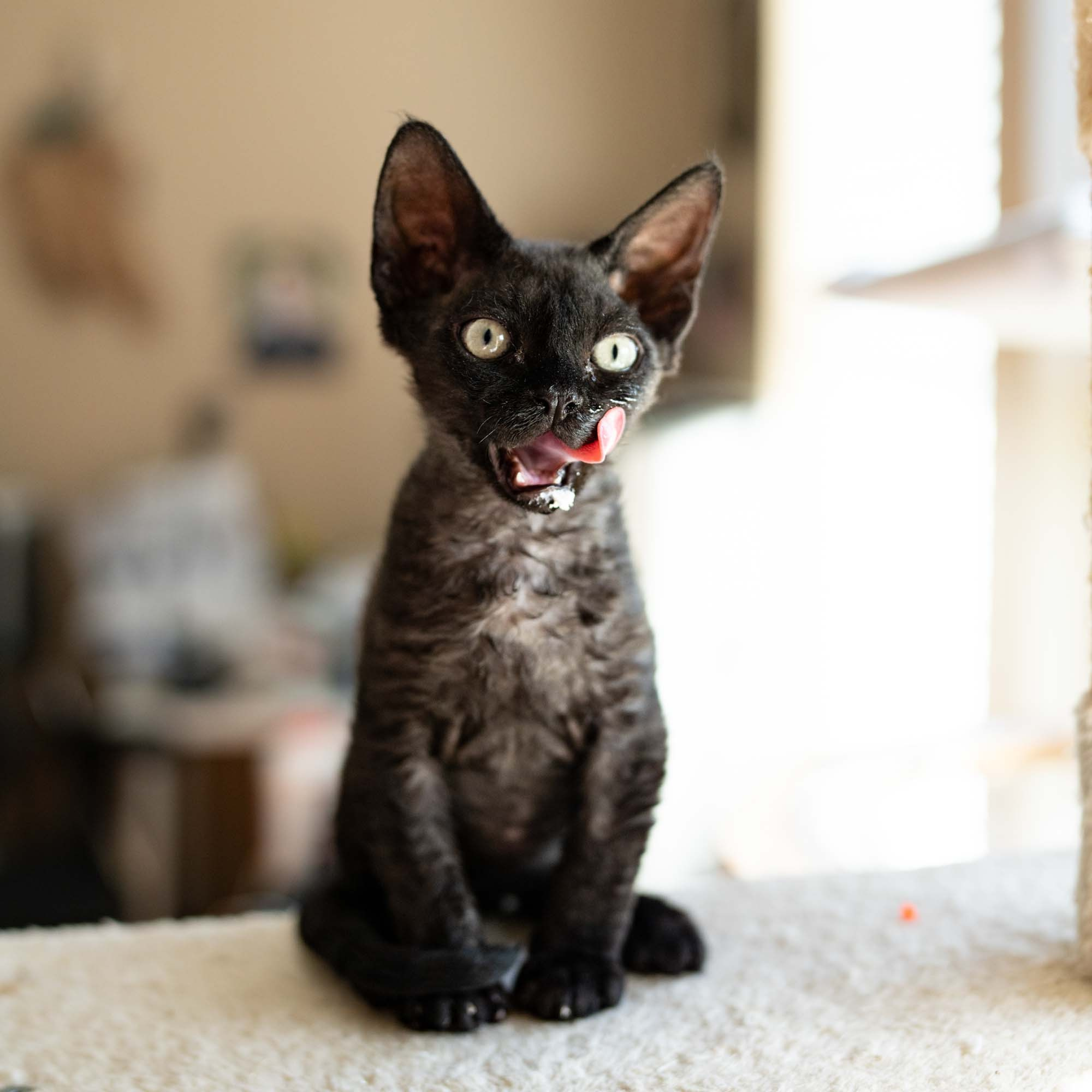 Smoke, boy,  born on  04.11.24, Sold. Devon Rex Pixie Cattery