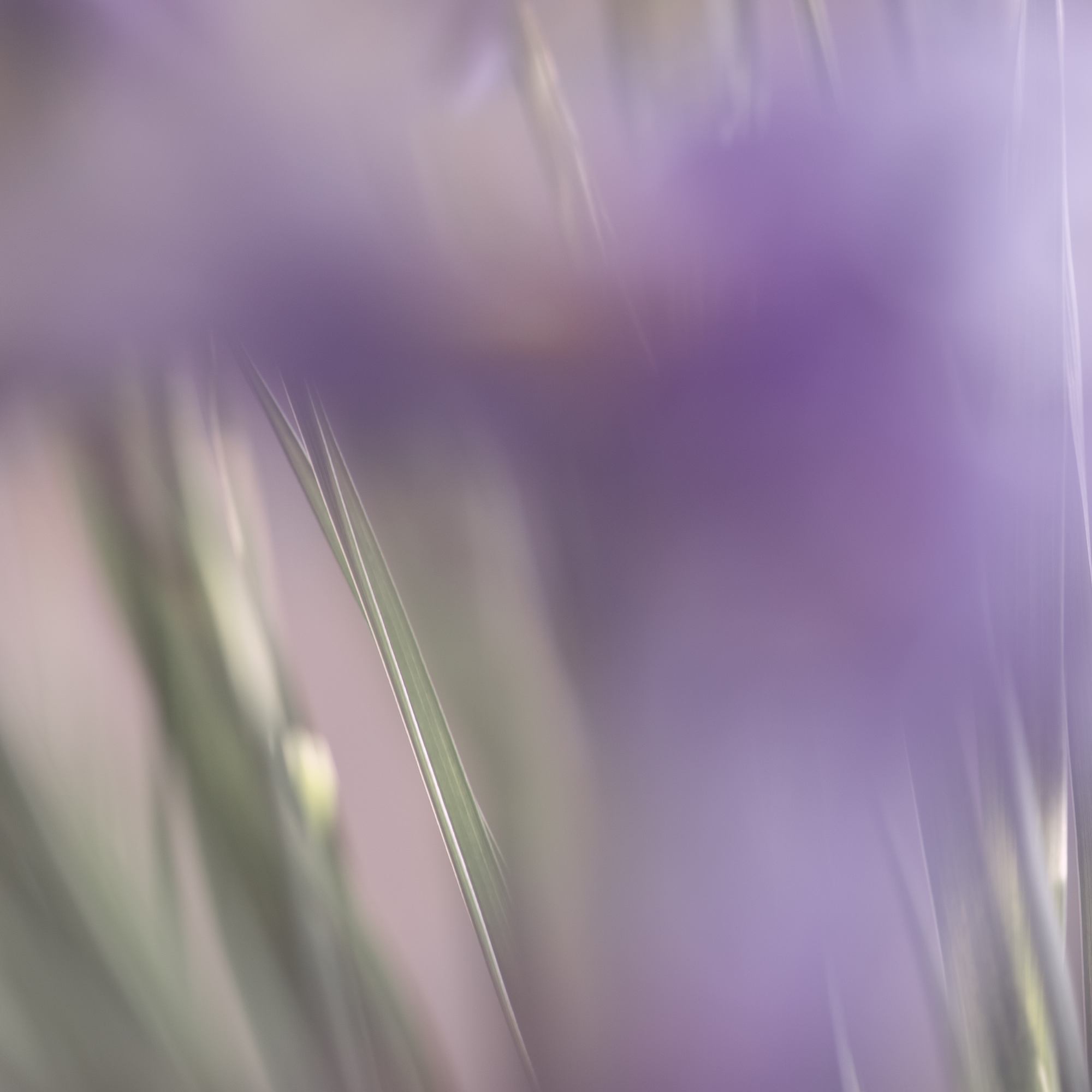 50 SHADES OF PURPLE. Natalja Poplavska — Visual artist, Photographer, East Sussex, London